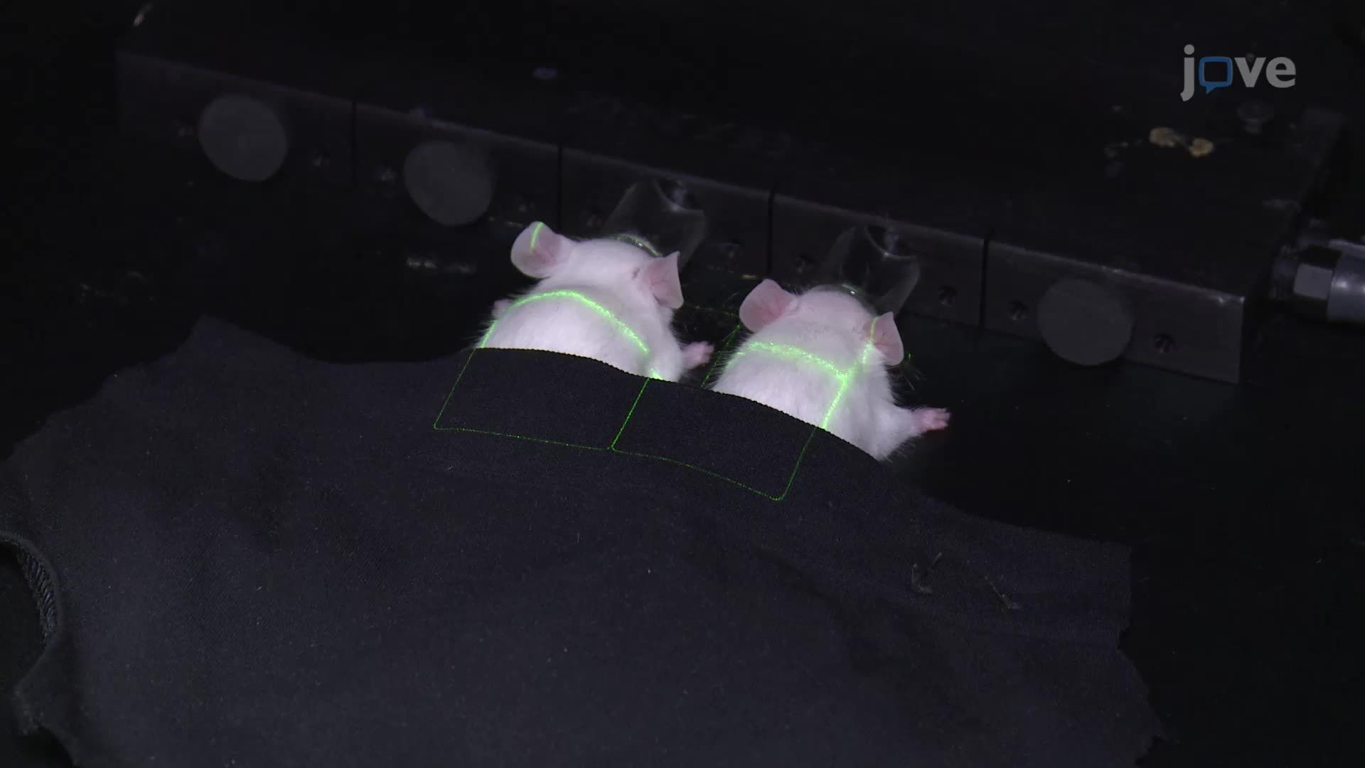 Bioluminescence Imaging in an EAE Mouse Model