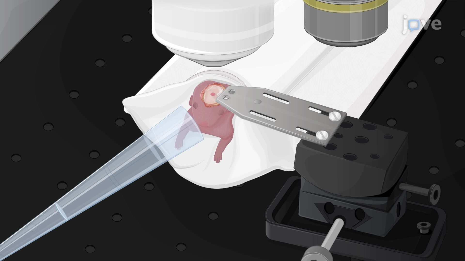 Two-Photon Microscopy for Imaging Neuronal Morphology  in a Mouse Pup