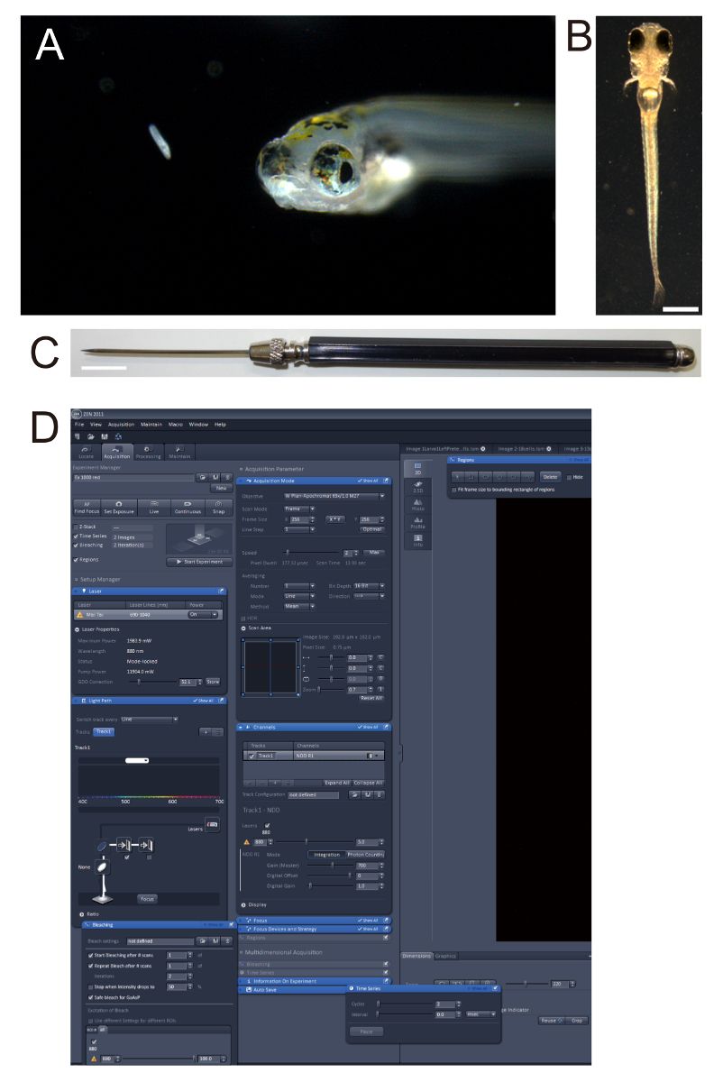Microscope image and analysis software for tracking zebrafish larvae in developmental studies.