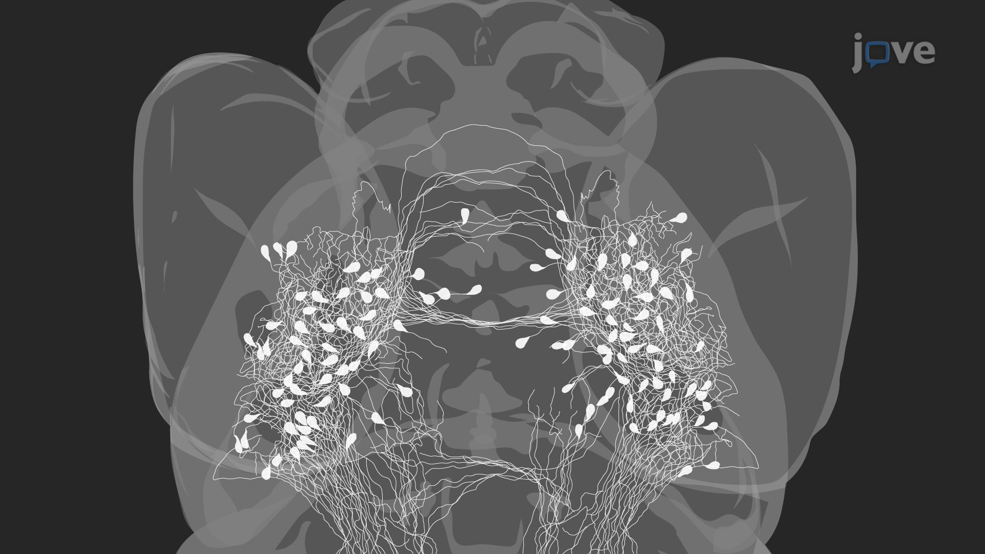 Targeted Neuronal Ablation Using Two-Photon Microscopy in a Zebrafish Larava