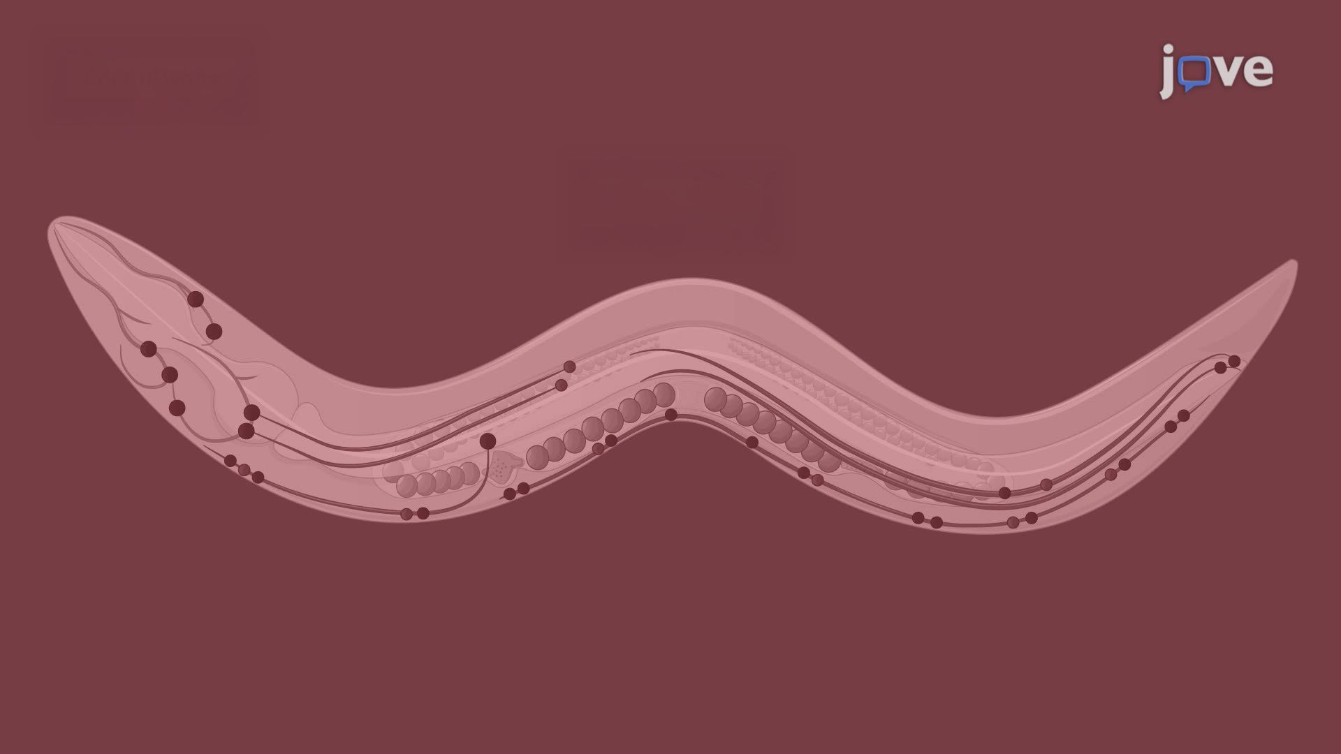 Fluorescence Lifetime Imaging of PolyQ Protein Aggregation in Caenorhabditis elegans Neurons