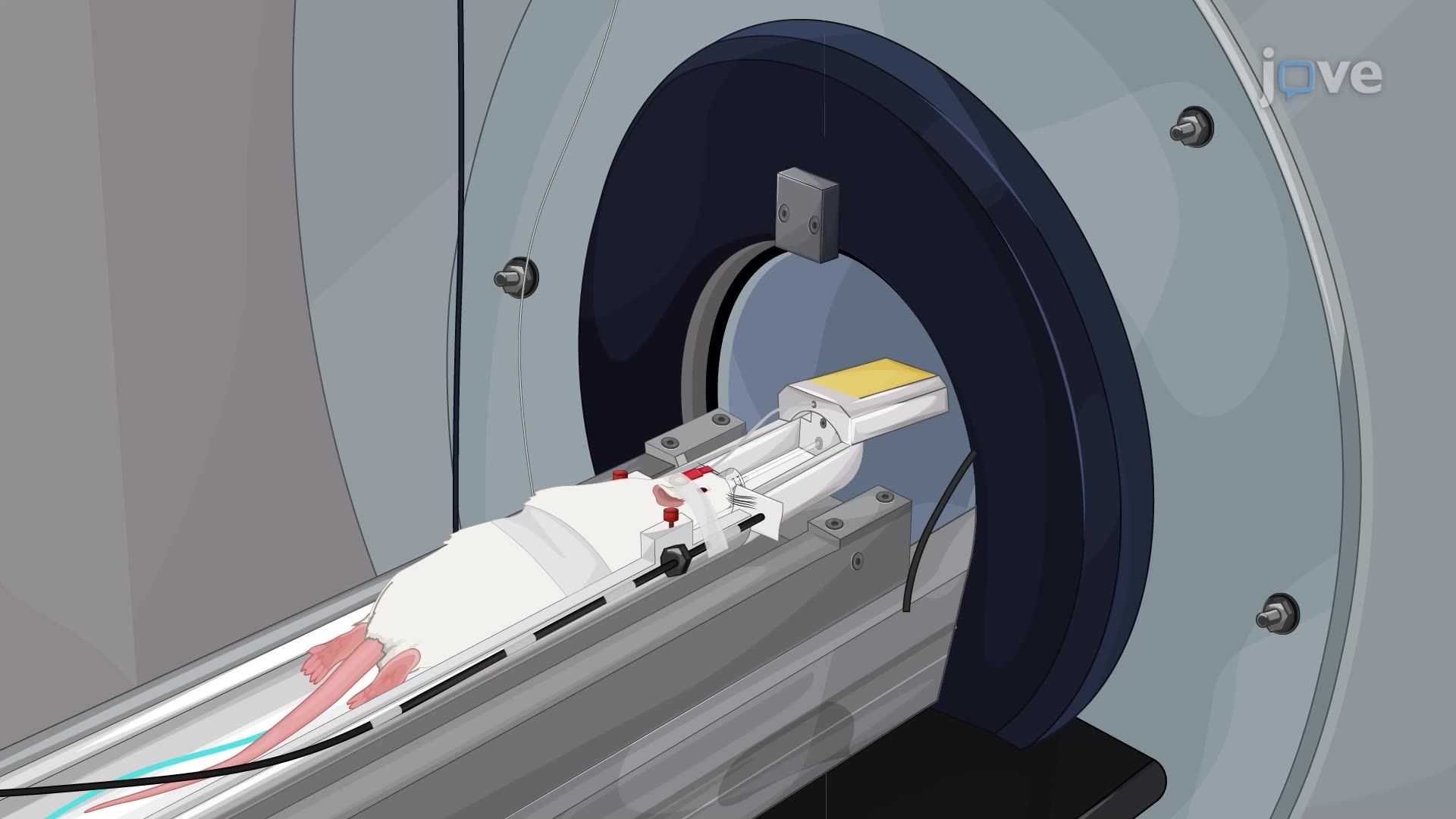 Functional Magnetic Resonance Spectroscopy of the Rat Barrel Cortex During Whisker Stimulation