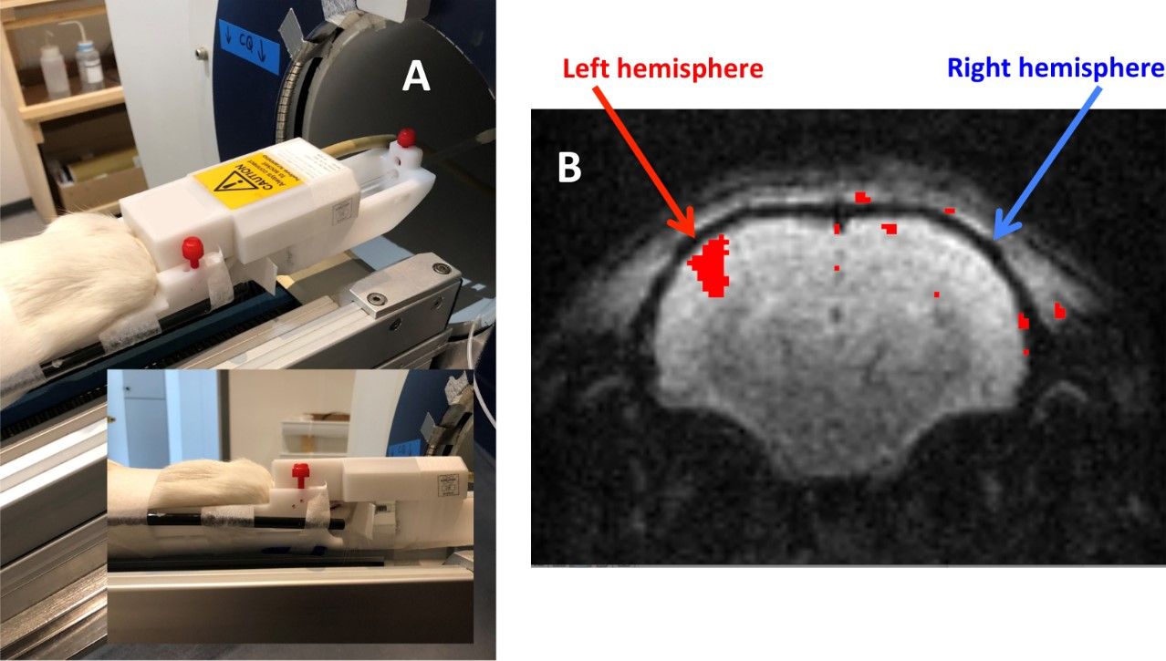 MRI setup with rodent holder and brain scan; red area highlights left hemisphere analysis.