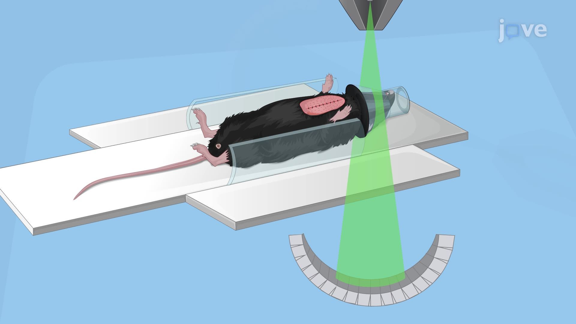Visualization of a Cerebral Thrombus in a Mouse Using Micro-Computed Tomography Imaging