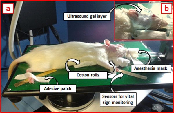 figure-results-1 Rodent anesthesia setup; sensors for vital signs; ultrasound gel layer; lab experiment diagram.