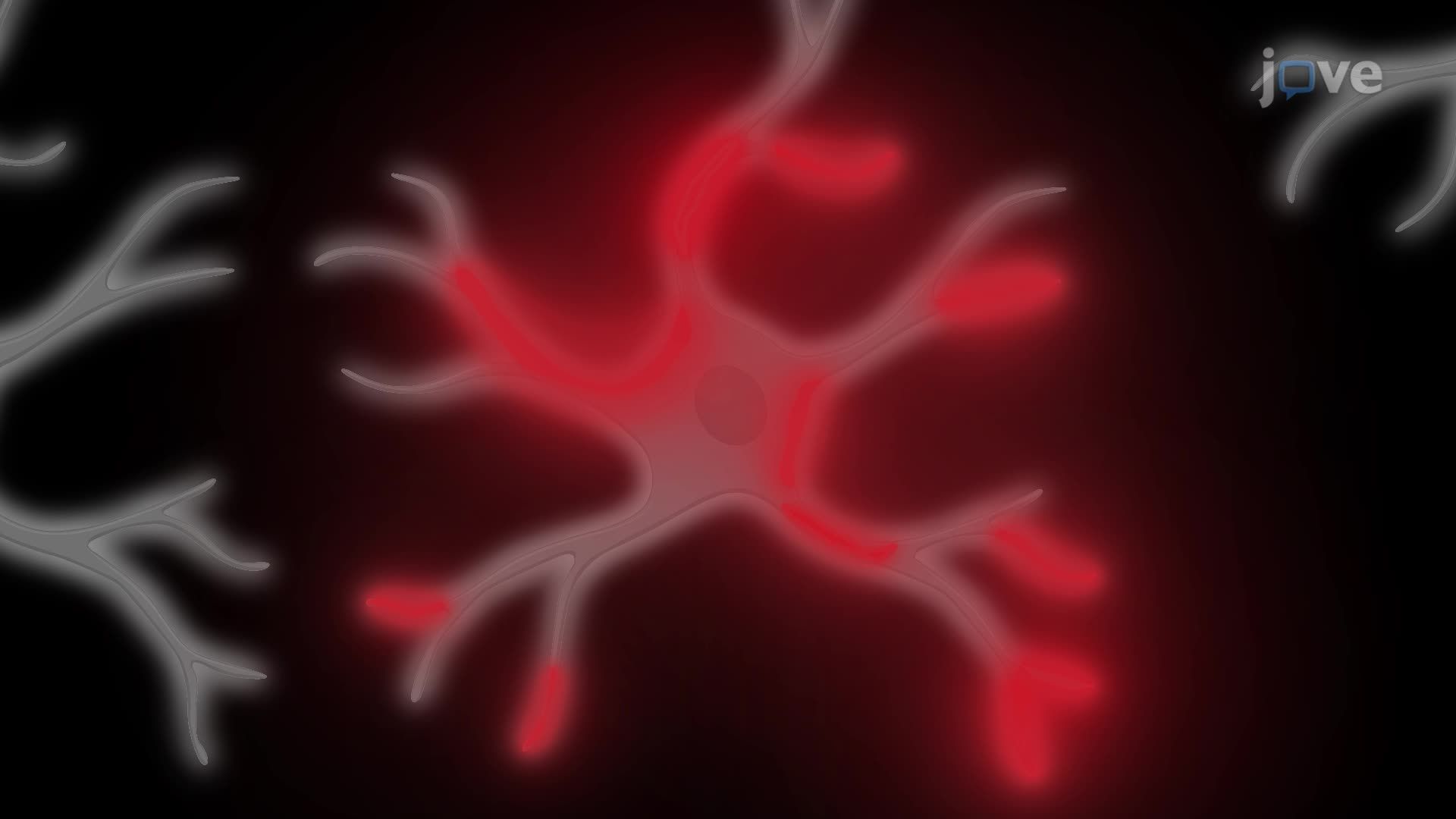 Spontaneous Calcium Imaging for Compartment-Specific Dynamics in Astrocytes