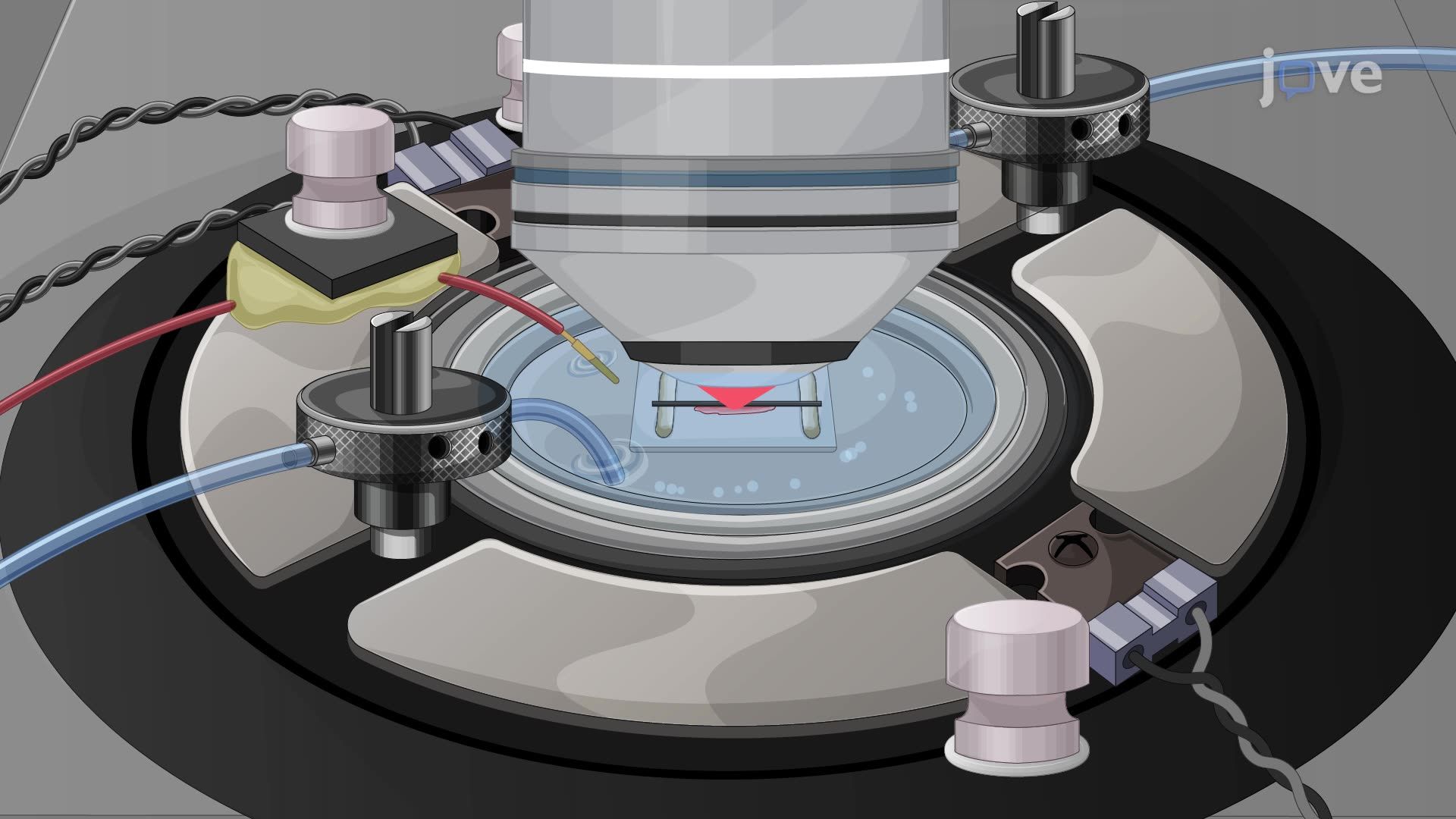 Двухфотонная микроскопия для мониторинга динамики кальция в фоторецепторах колбочек сетчатки мыши