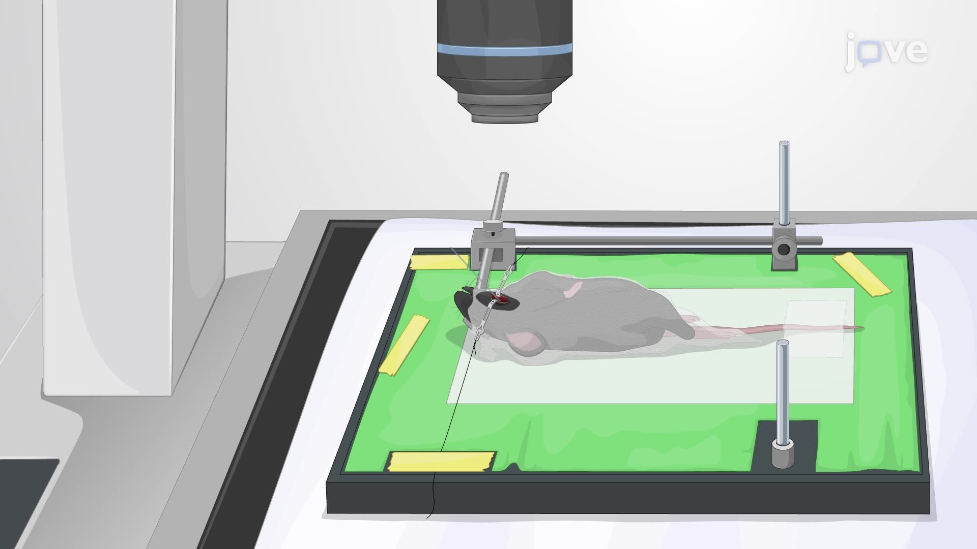 In Vivo Imaging of Geniculate Ganglion Neuron Responses Using Epifluorescent Microscopy