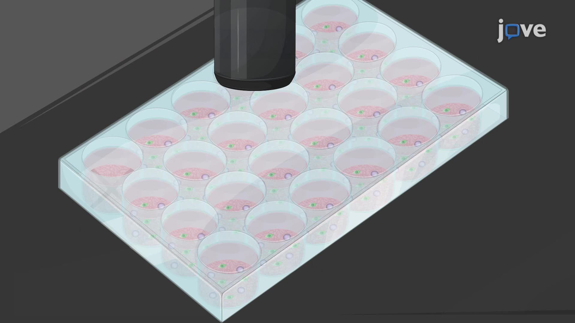Time-Lapse Imaging of Transfected Primary Mouse Cerebral Cortex Cells