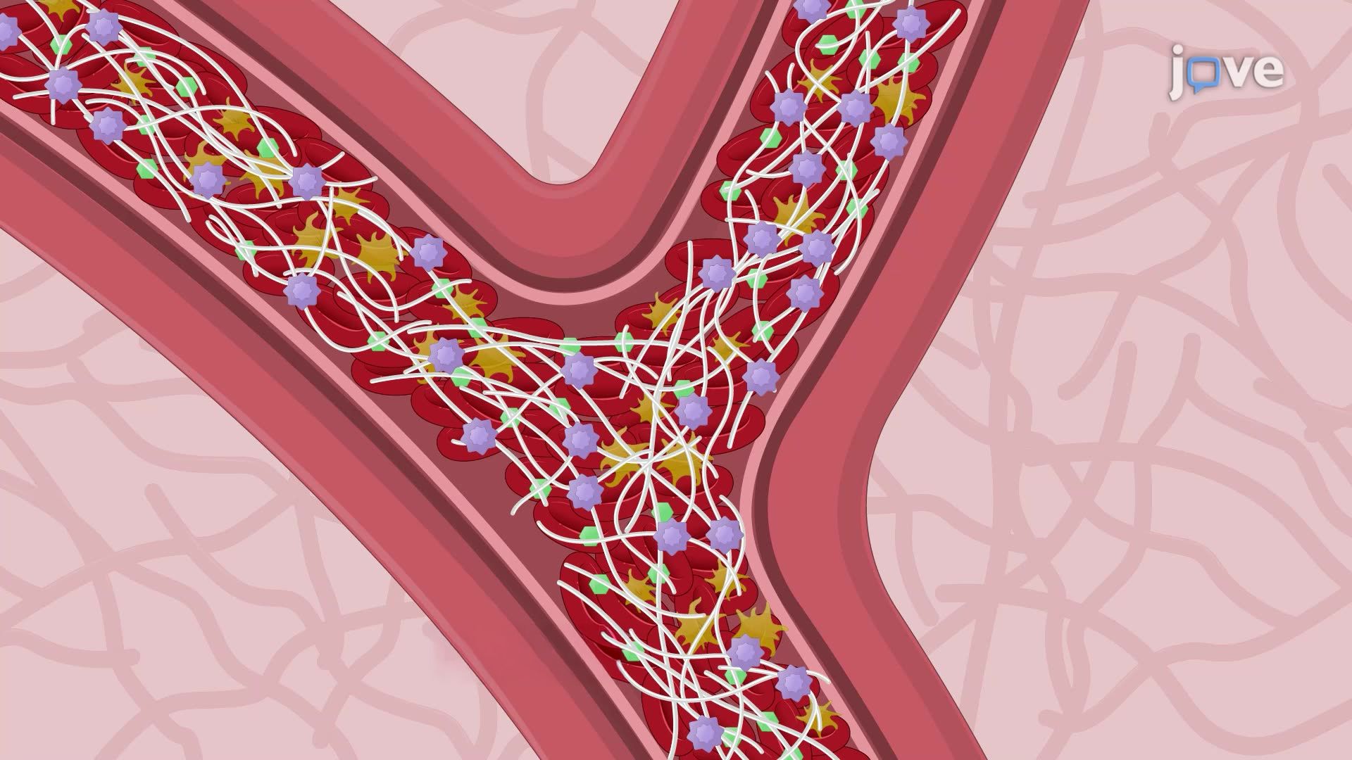 הדמיה של פקקת מוחית של עכבר באמצעות הדמיה פלואורסצנטית קרובה לאינפרא אדום