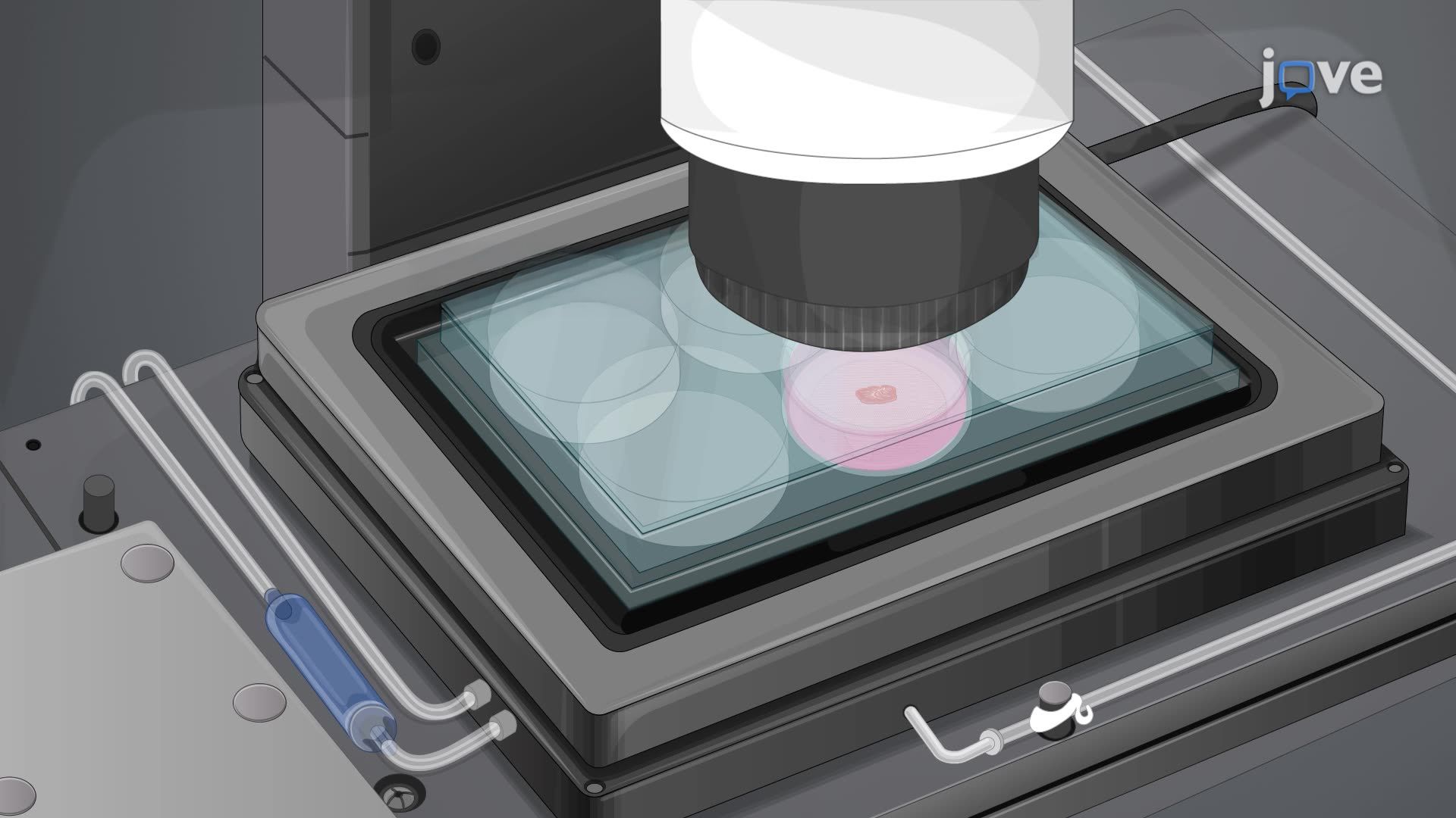Ex Vivo Imaging of Postnatal Cerebellar Granule Cell Migration Using Confocal Macroscopy