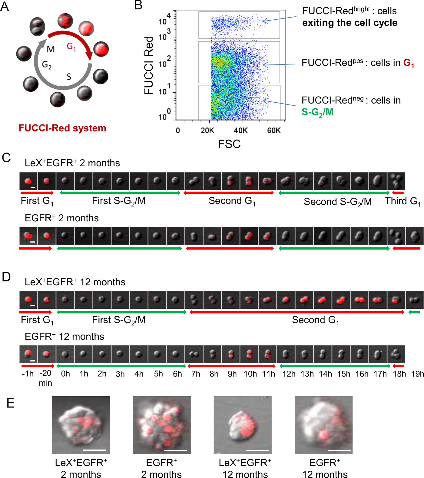 Cell cycle analysis with FUCCI-Red system; flow cytometry plot, cell phase diagrams, FUCCI imaging.