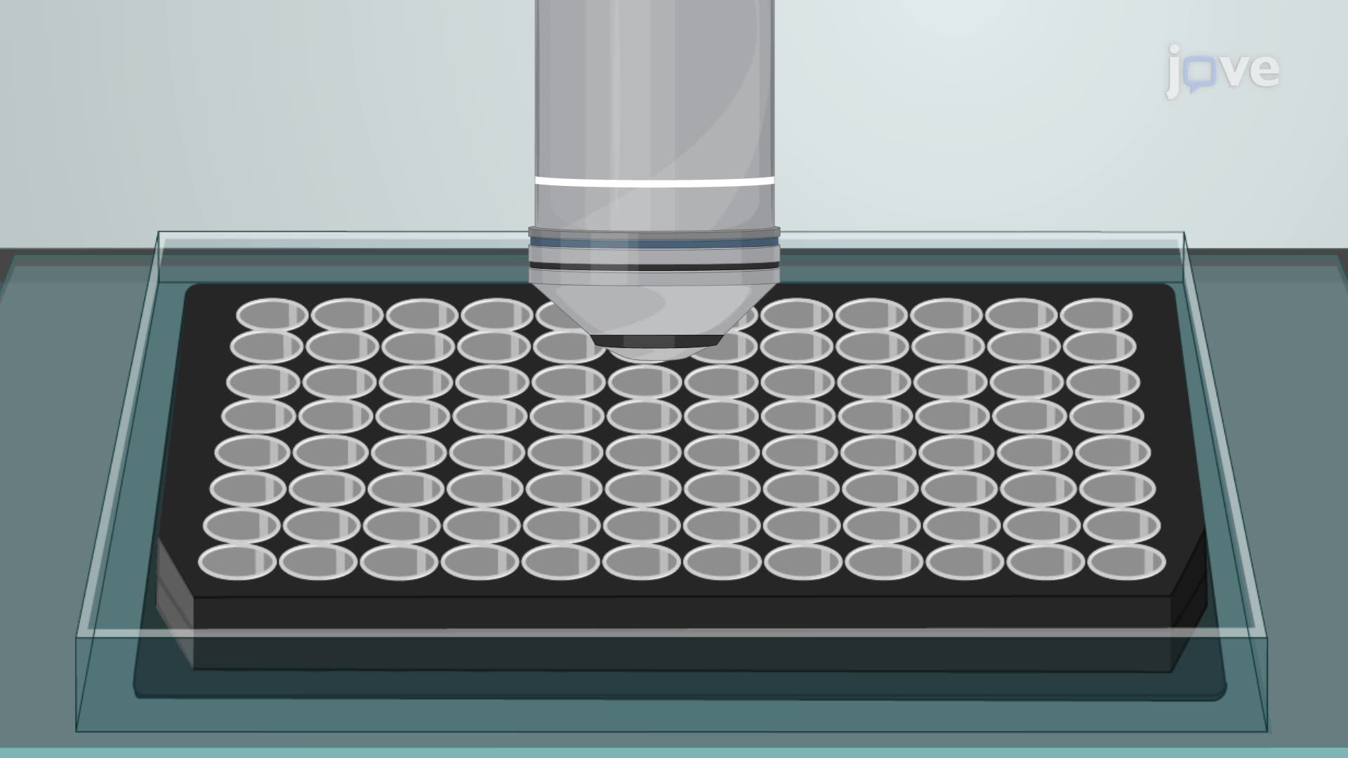 Time-Lapse Imaging of Mouse Neural Stem Cell Division Using Confocal Microscopy