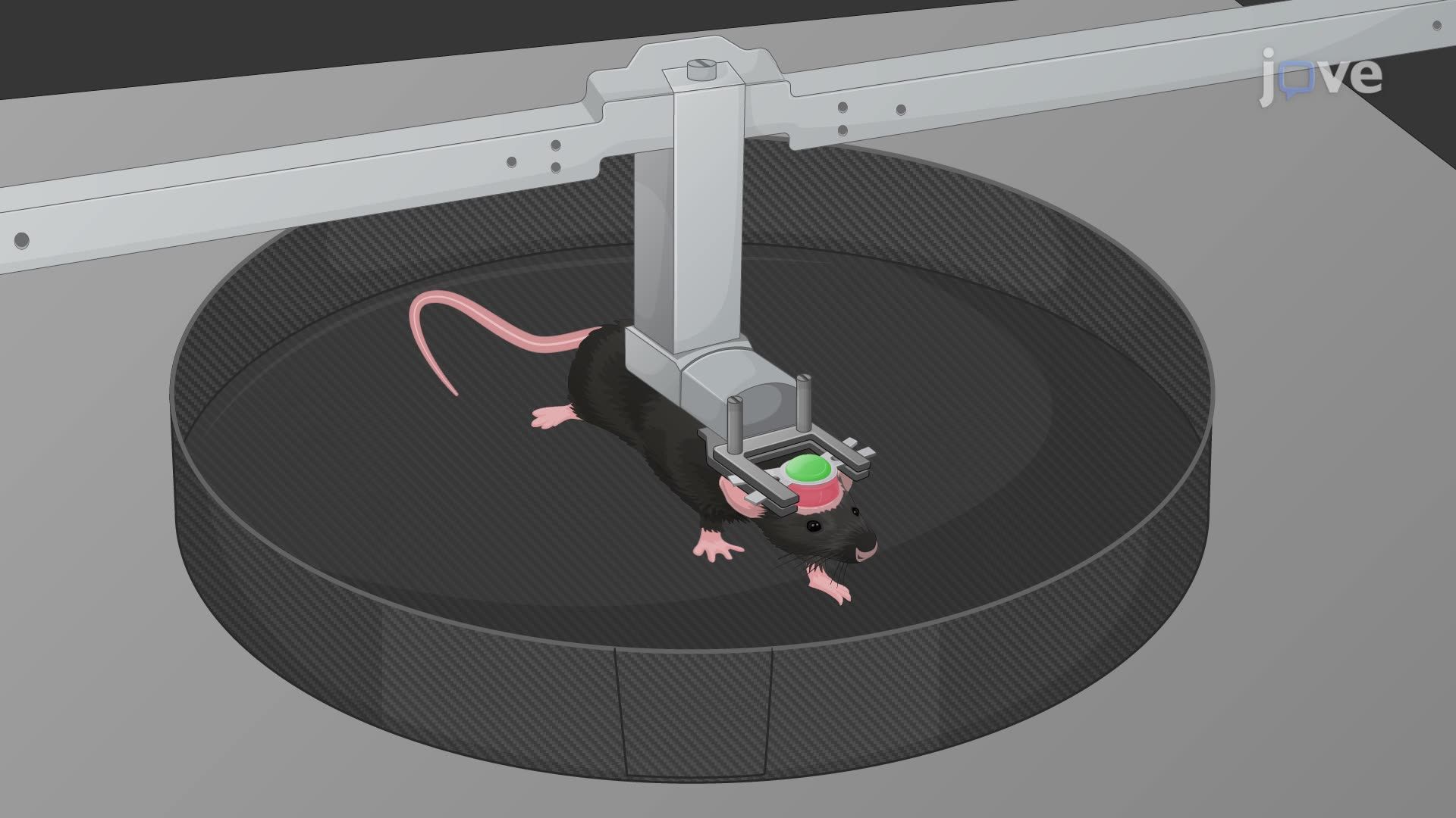 Real-Time Microendoscopic Calcium Imaging in a Freely Moving Mouse
