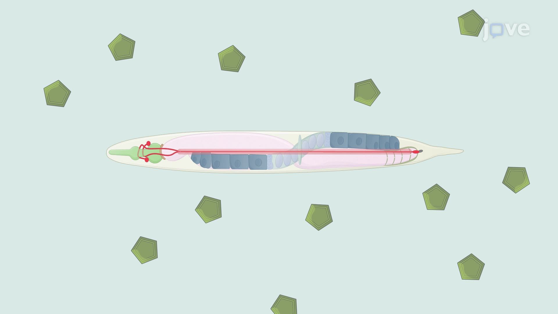 Imaging Subcellular Calcium Dynamics in Neurons of Caenorhabditis elegans