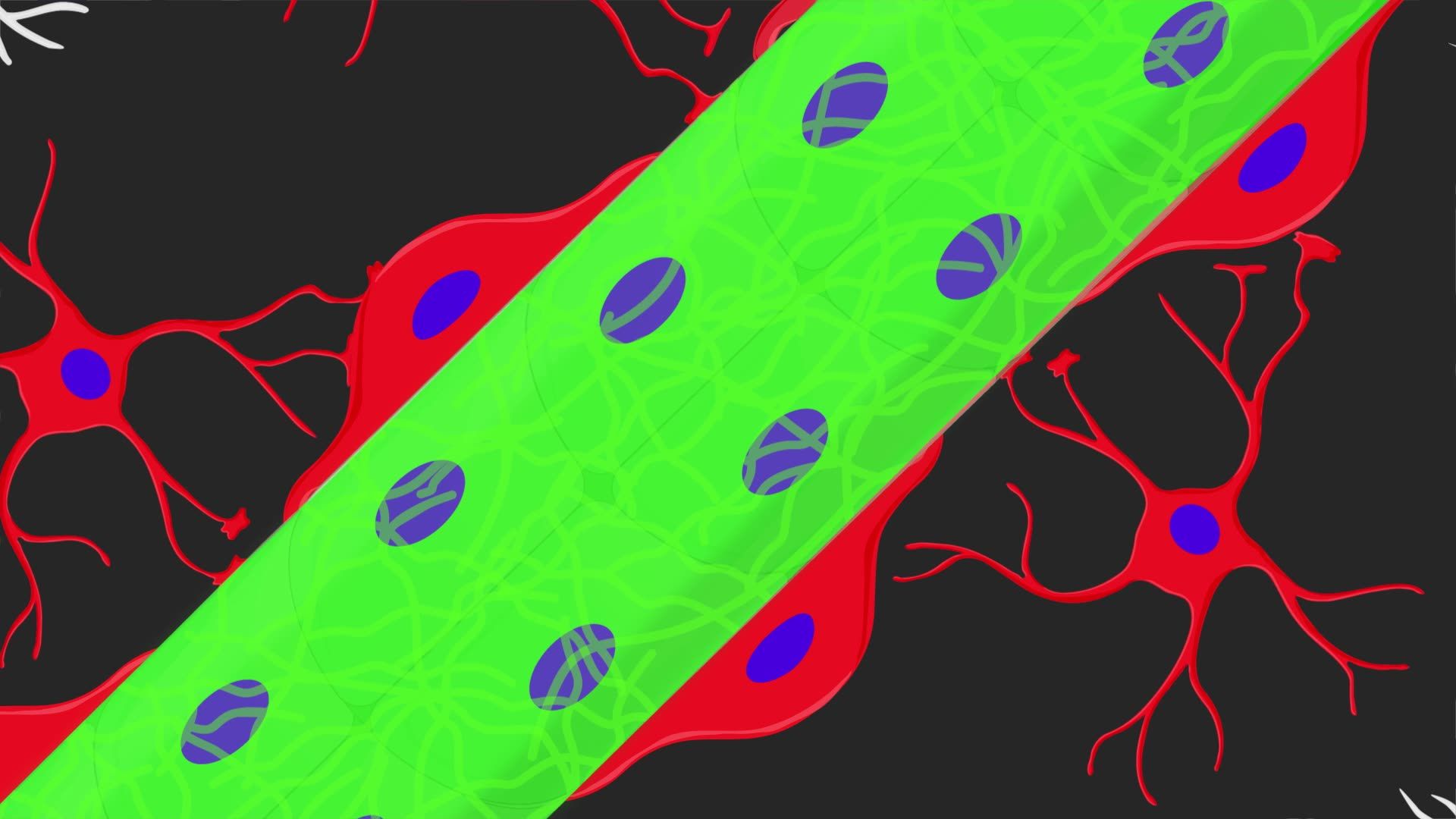 High-Resolution Three-Dimensional Confocal Imaging of the Blood-Brain Barrier in a Mouse Brain Section