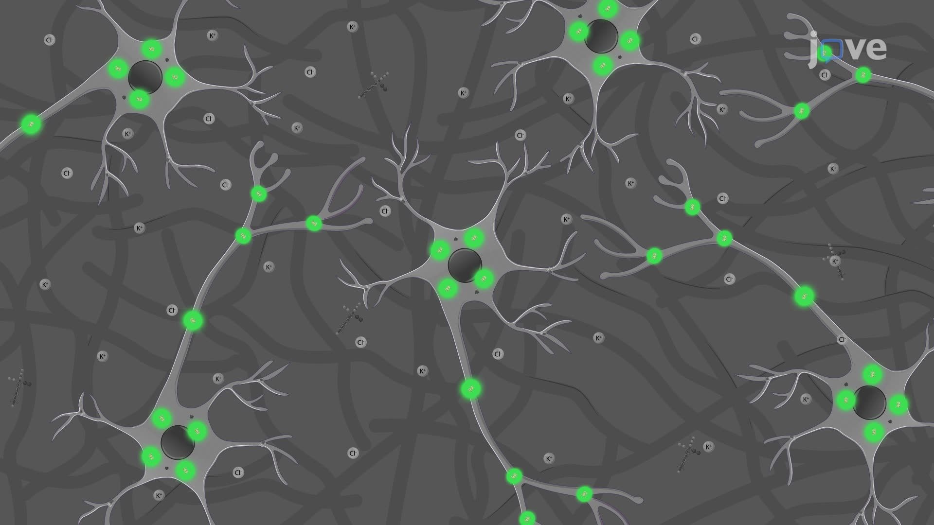 Fluorescence Imaging of Synaptic Calcium Dynamics in an In Vitro Model of Amyotrophic Lateral Sclerosis