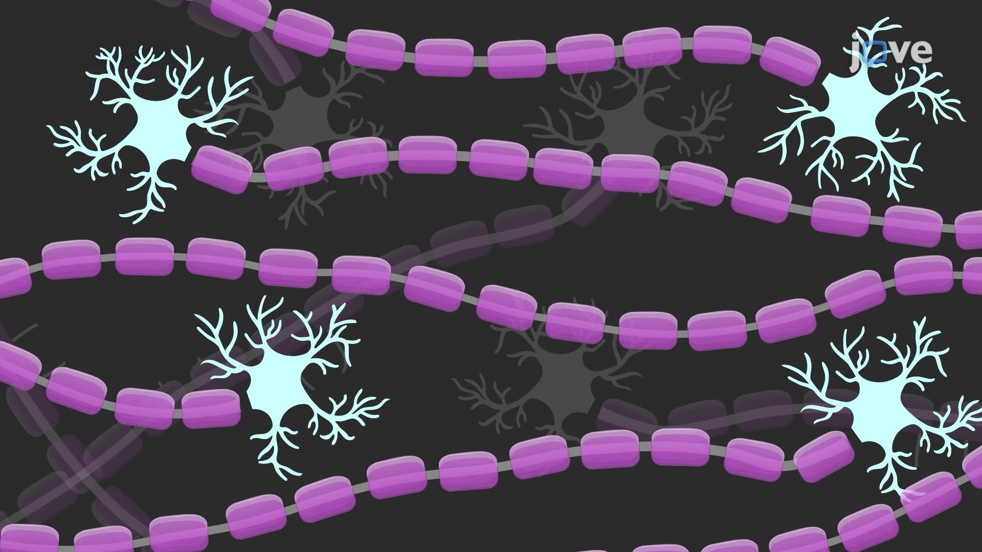 Coherent Anti-Stokes Raman Spectroscopy to Visualize Myelinated Neurons in Mouse Brain Tissue