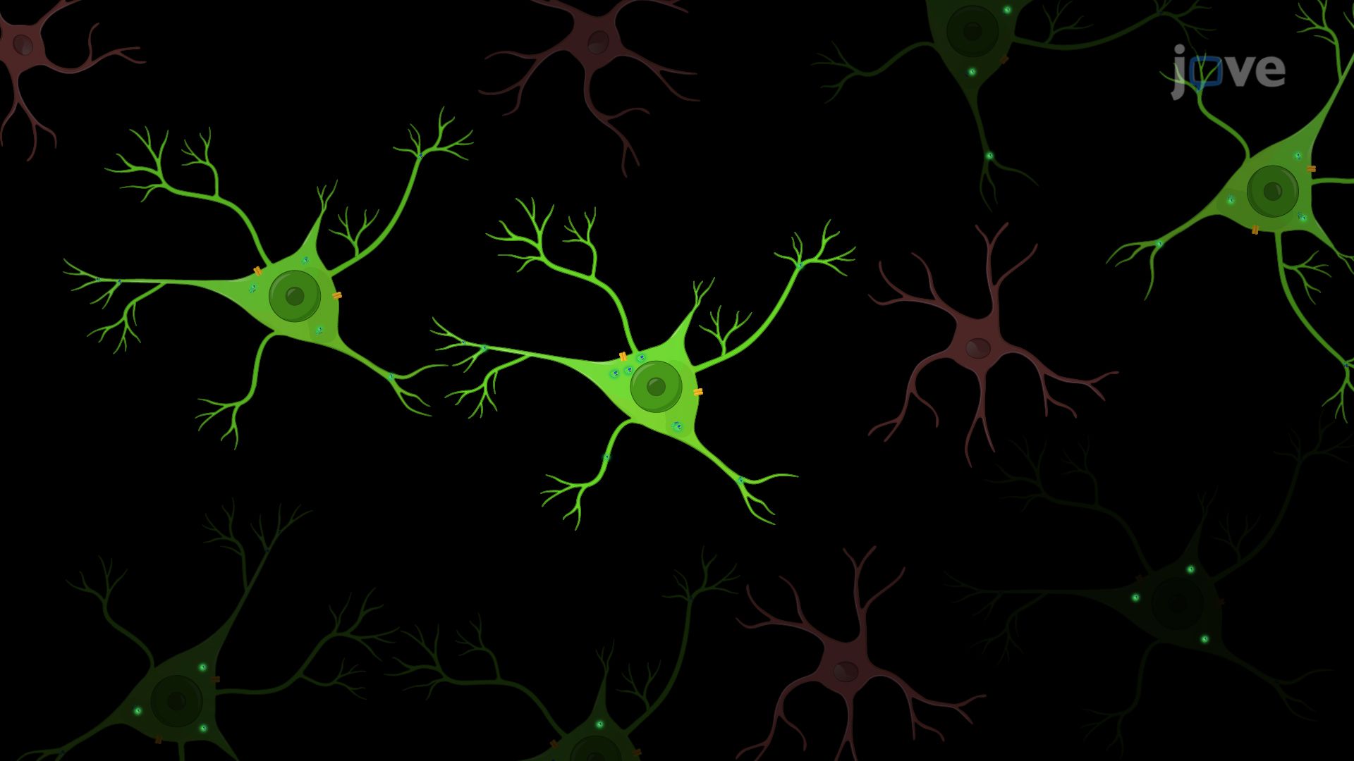 Two-Photon Holographic Microscopy to Study Neural Activity and Connectivity in a Mouse Model