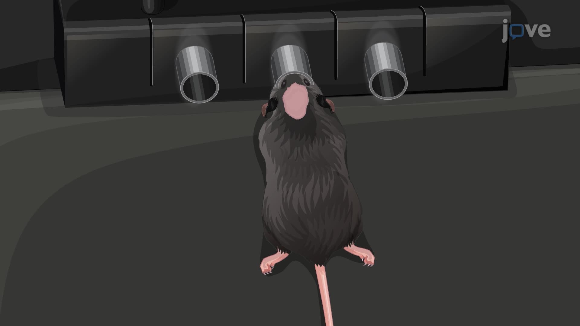 In Vivo Bioluminescence Imaging of Human Neural Progenitor Cells in a Mouse Brain