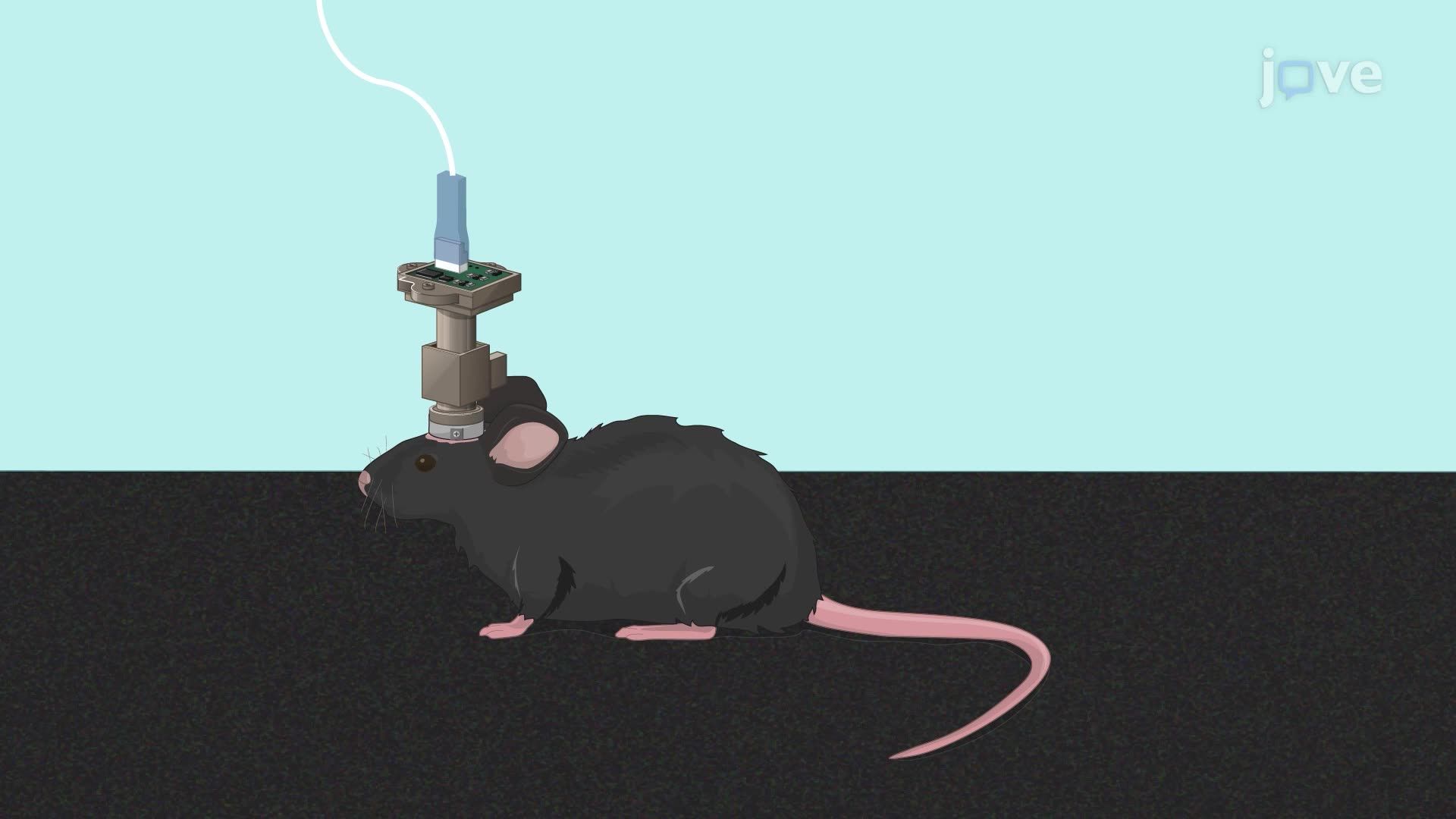 Real-Time Calcium Imaging of a Mouse Medial Prefrontal Cortex Using a Miniscope