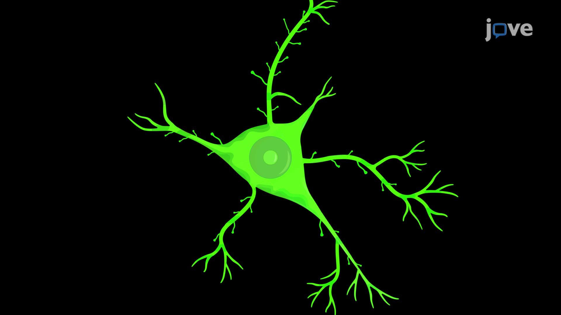 Quantification of Dendritic Spines Using Confocal Microscopy Imaging