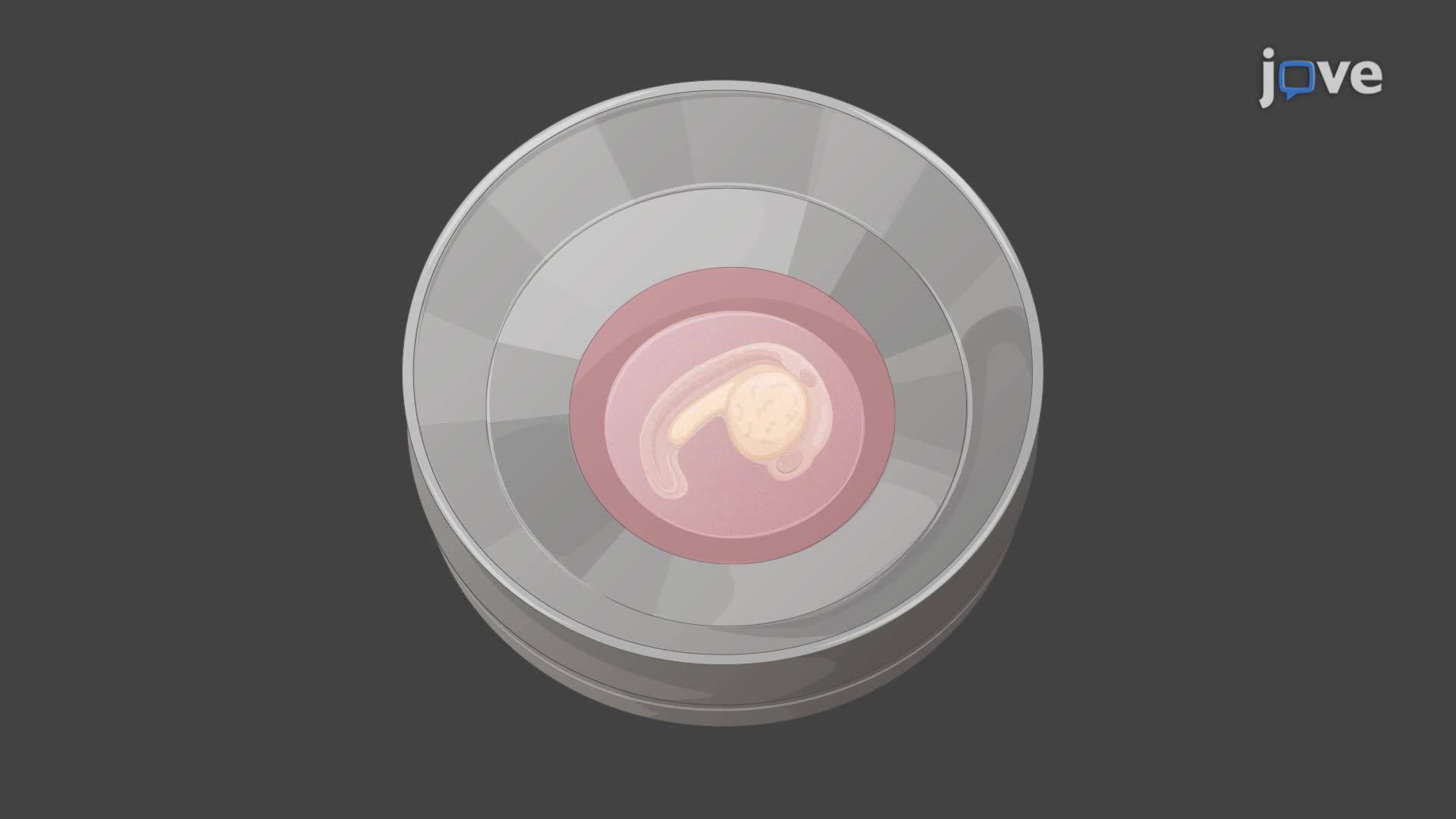 Visualizing Neural Crest Cell Migration in a Zebrafish Embryo Using Multi-Photon Time Lapse Imaging