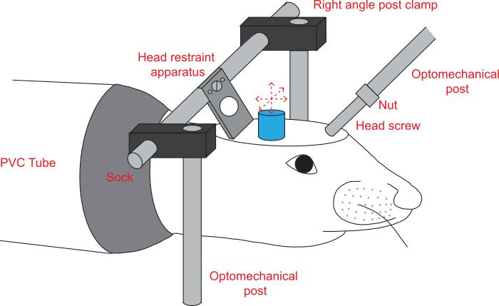 Head restraint apparatus diagram for rodent study; includes PVC tube, clamps, optomechanical post.