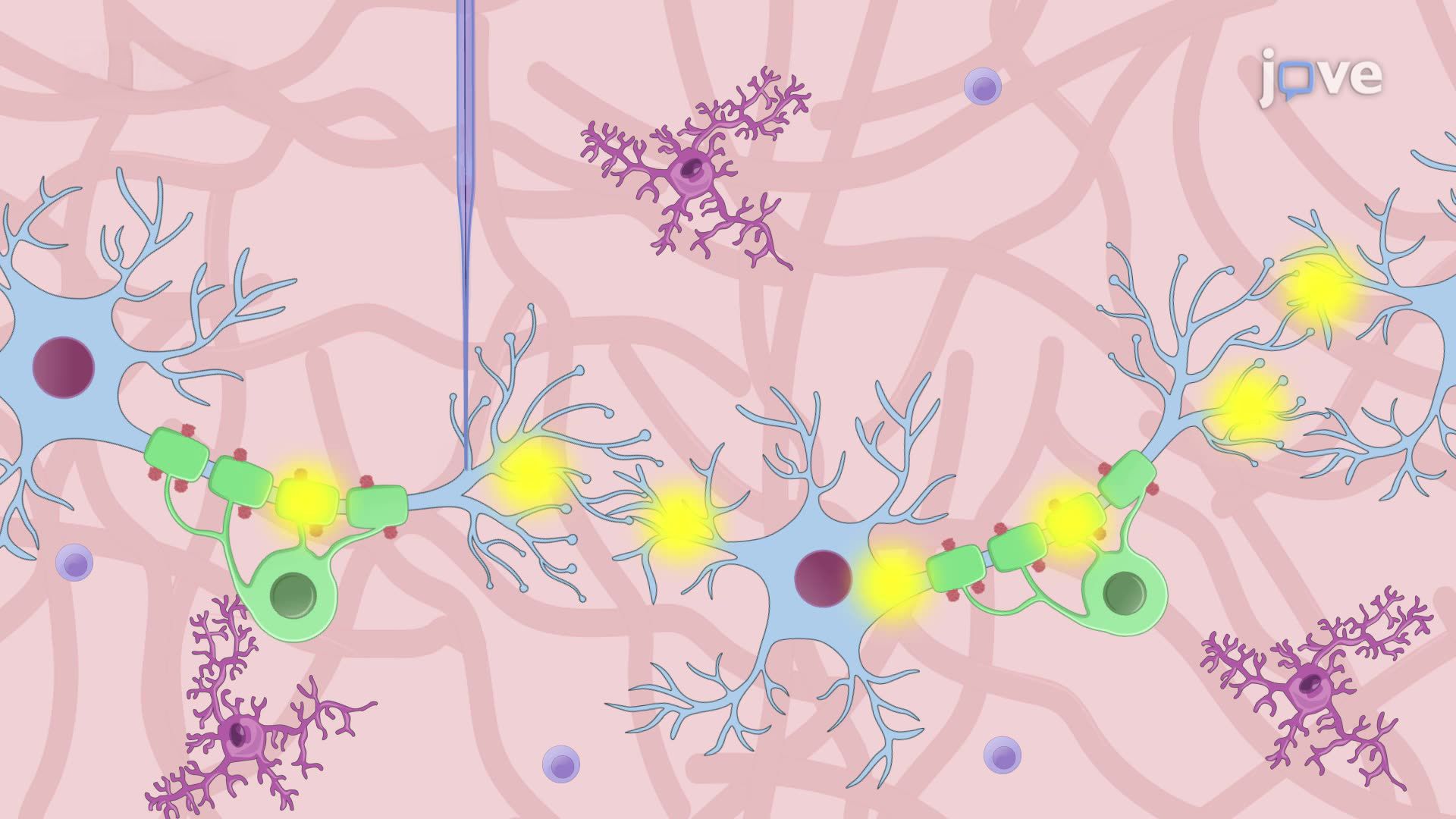Juxtacellular Recording and Staining for Precise Mapping of Neural Activity in an Awake Rat