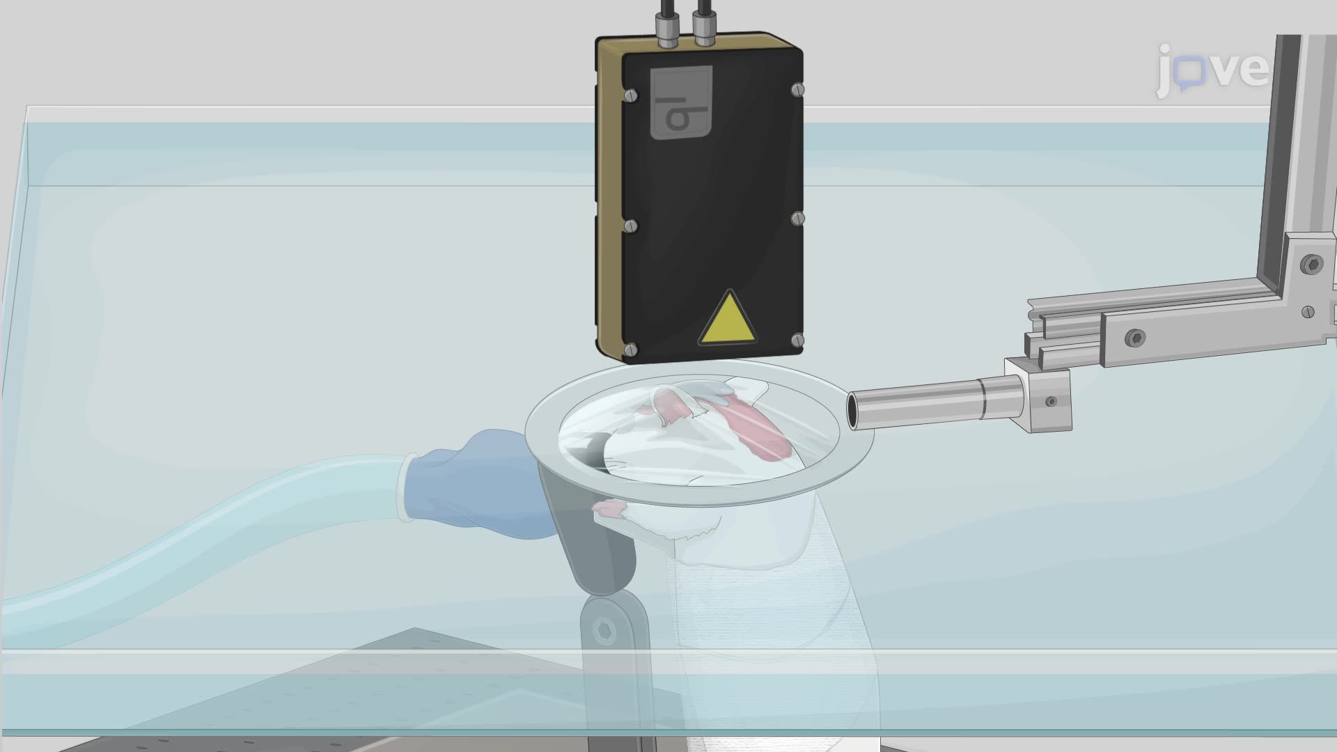 In Vivo Imaging of a Rat Brain Using Photoacoustic Tomography