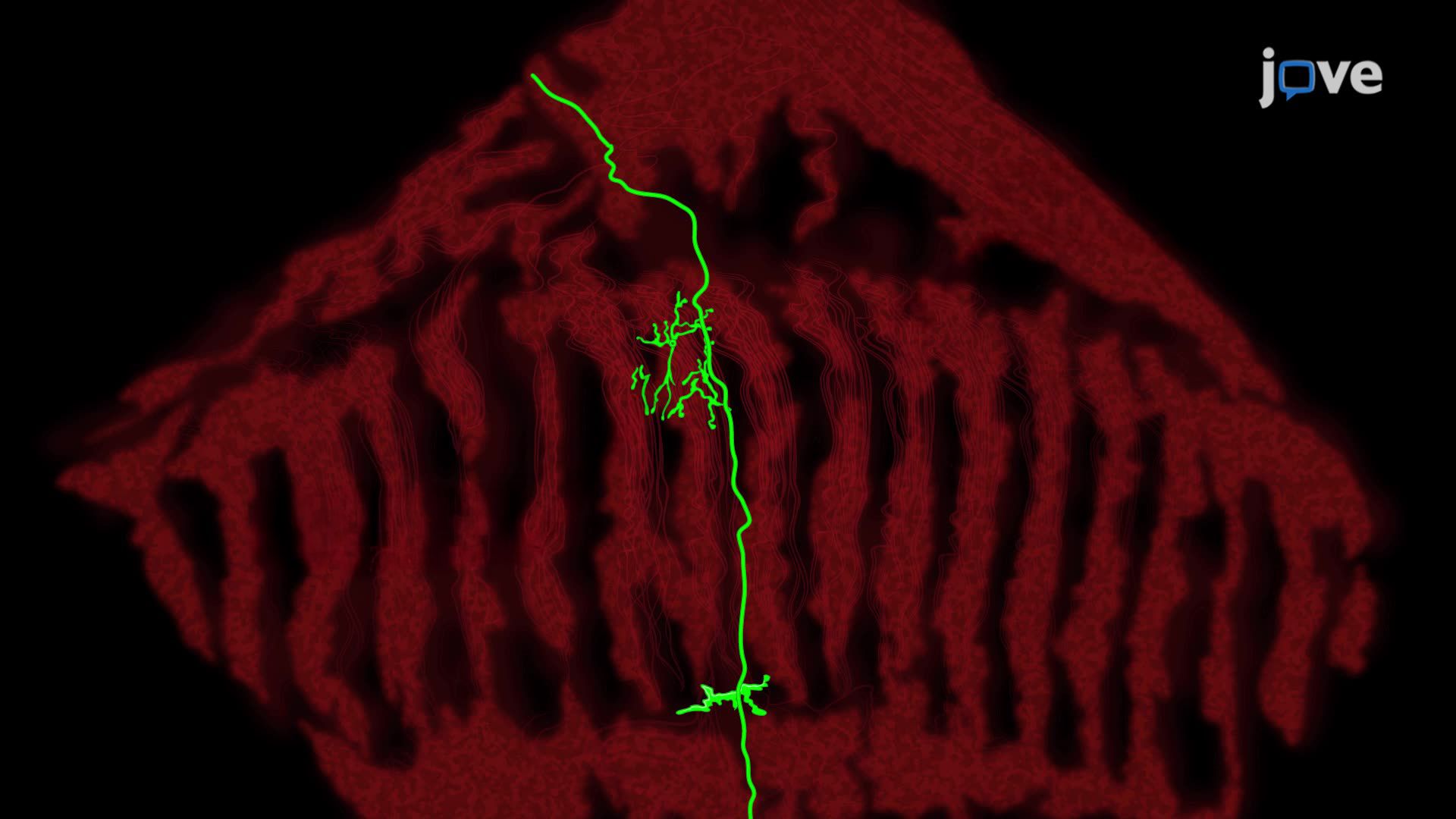 Analyzing Dendritic Morphology Across <i>Drosophila</i> Medulla Layers and Columns