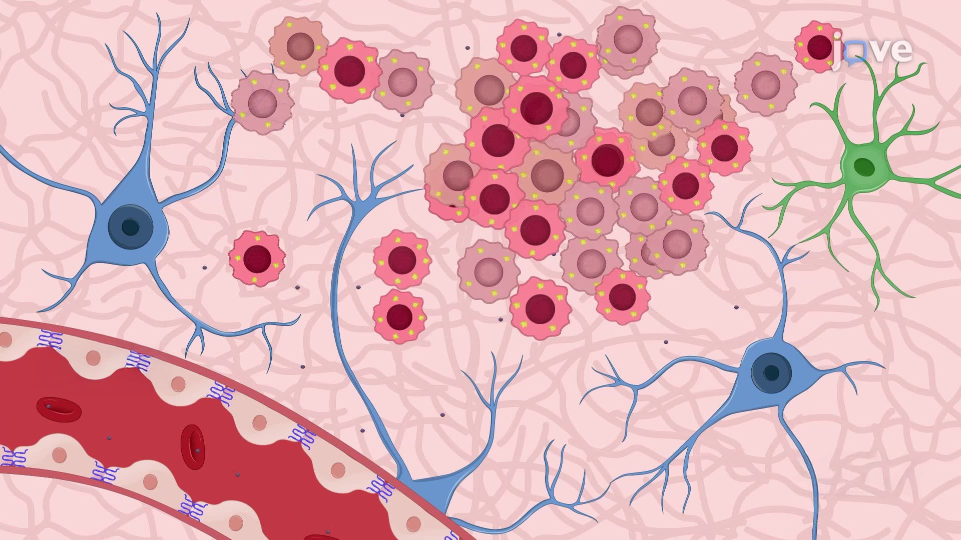 Bioluminescence Imaging of an Immunocompetent Mouse Model for Glioblastoma