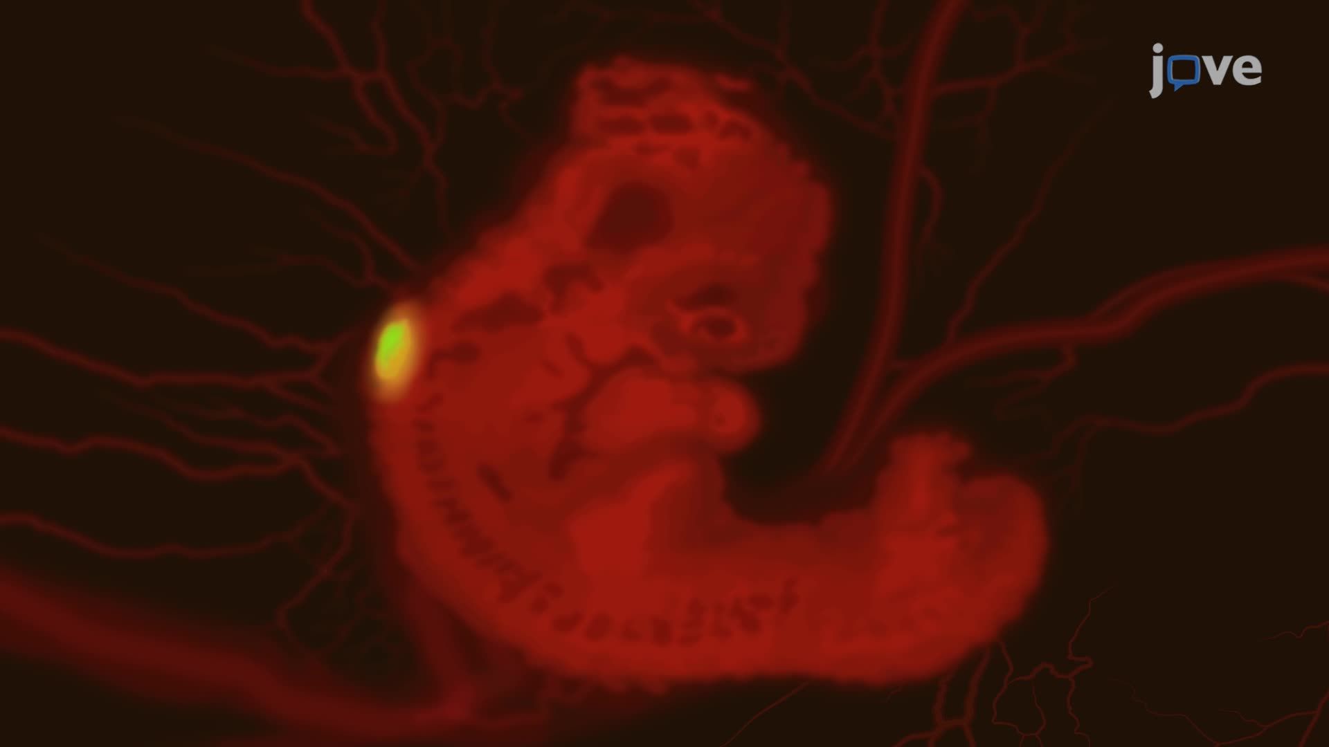 Visualization of Neural and Vascular Networks in a Chicken Embryo