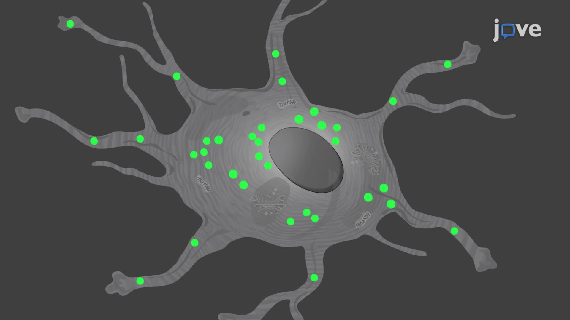 Visualizing Intracellular Transport of Cargo in Cultured Astrocytes