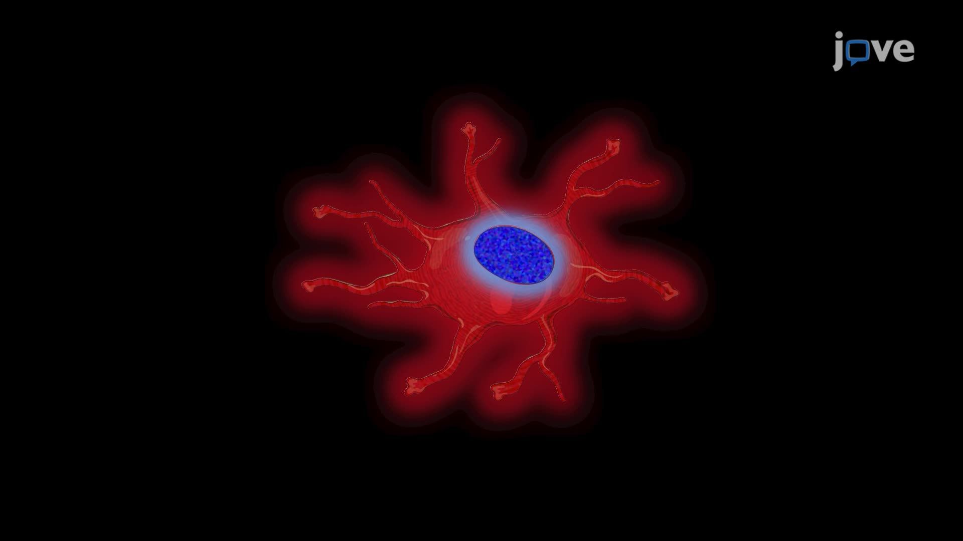 Three-dimensional Imaging of Immunolabeled Astrocytes Using Confocal Microscopy