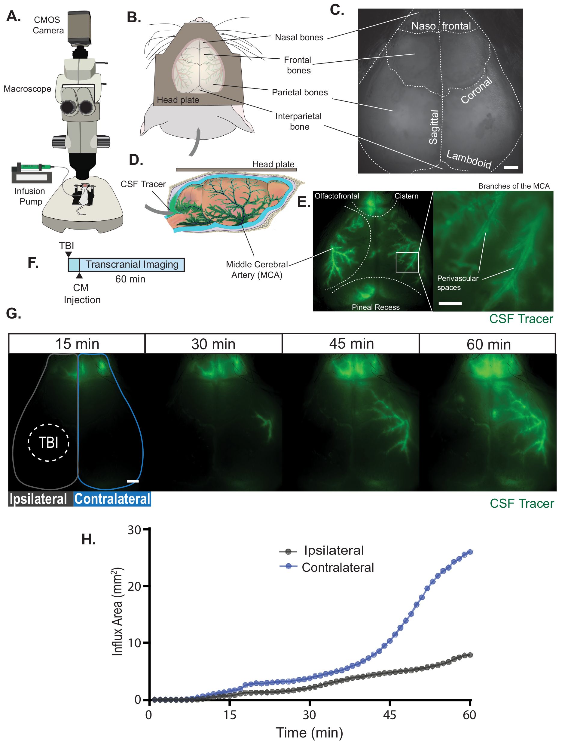 figure-results-1 Microscope diagram with transcranial imaging setup for CSF tracer infusion in brain; influx area graph.
