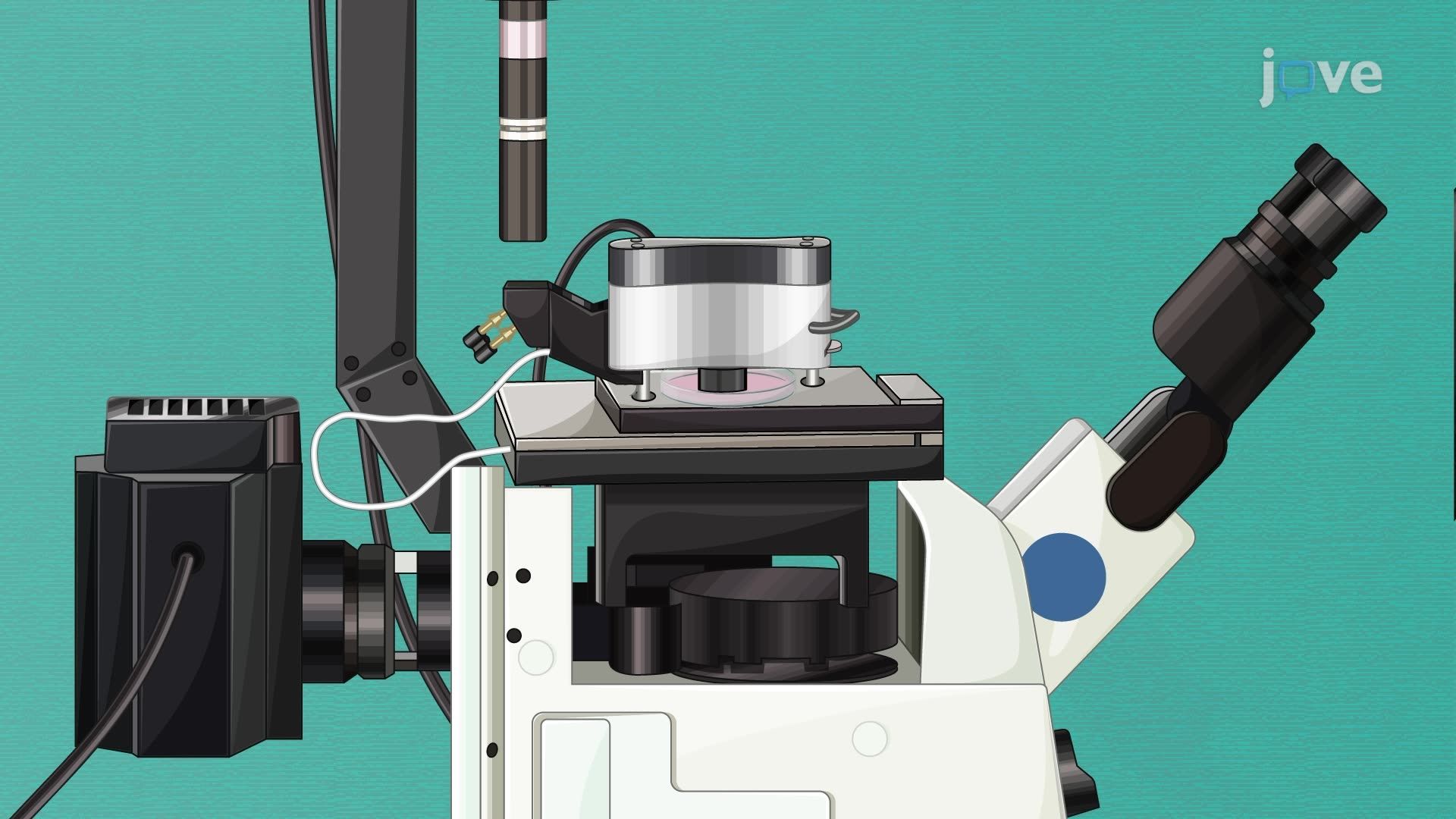 Characterization of the Mechanical Properties of Mouse Brain Tissue Using Atomic Force Microscopy