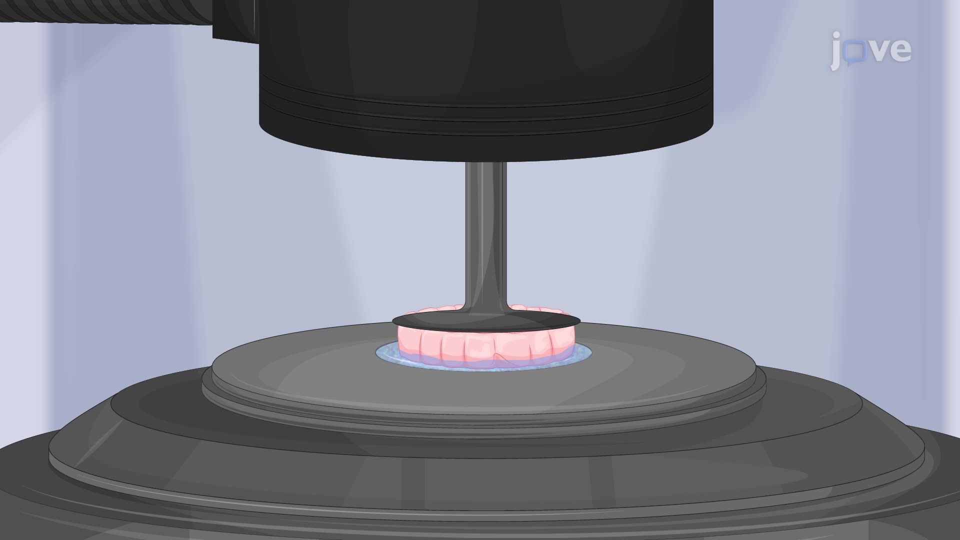 Measuring the Viscoelastic Properties of Mouse Brain Tissue Using Rheometry