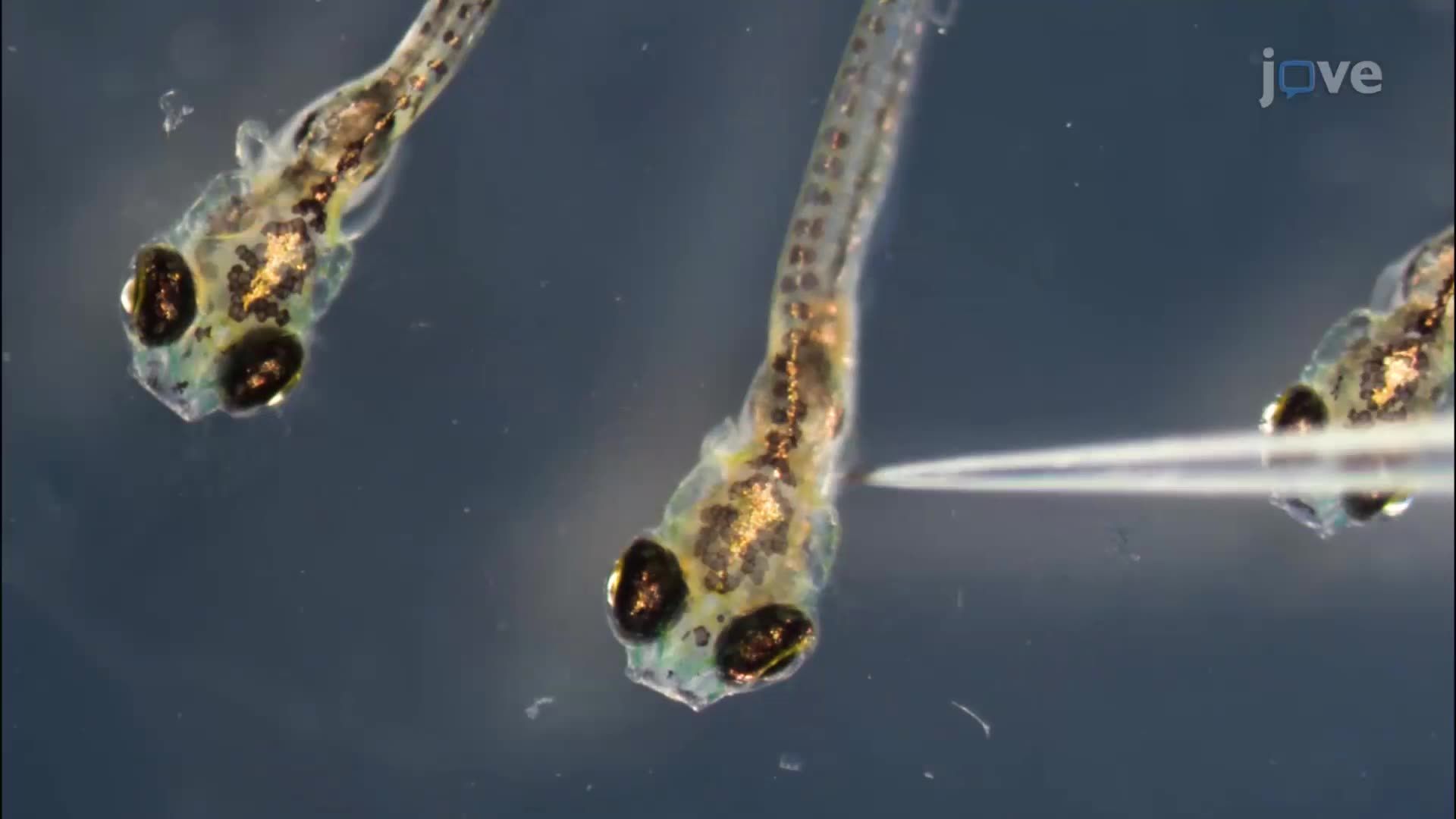 ビデオ: In Vivo Imaging of Zebrafish Larval Brain for Visualizing ...