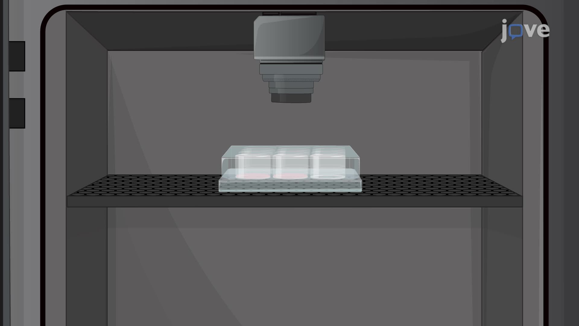 Bioluminescence Imaging to Assess Tumor Growth in an Organotypic Mouse Brain Slice
