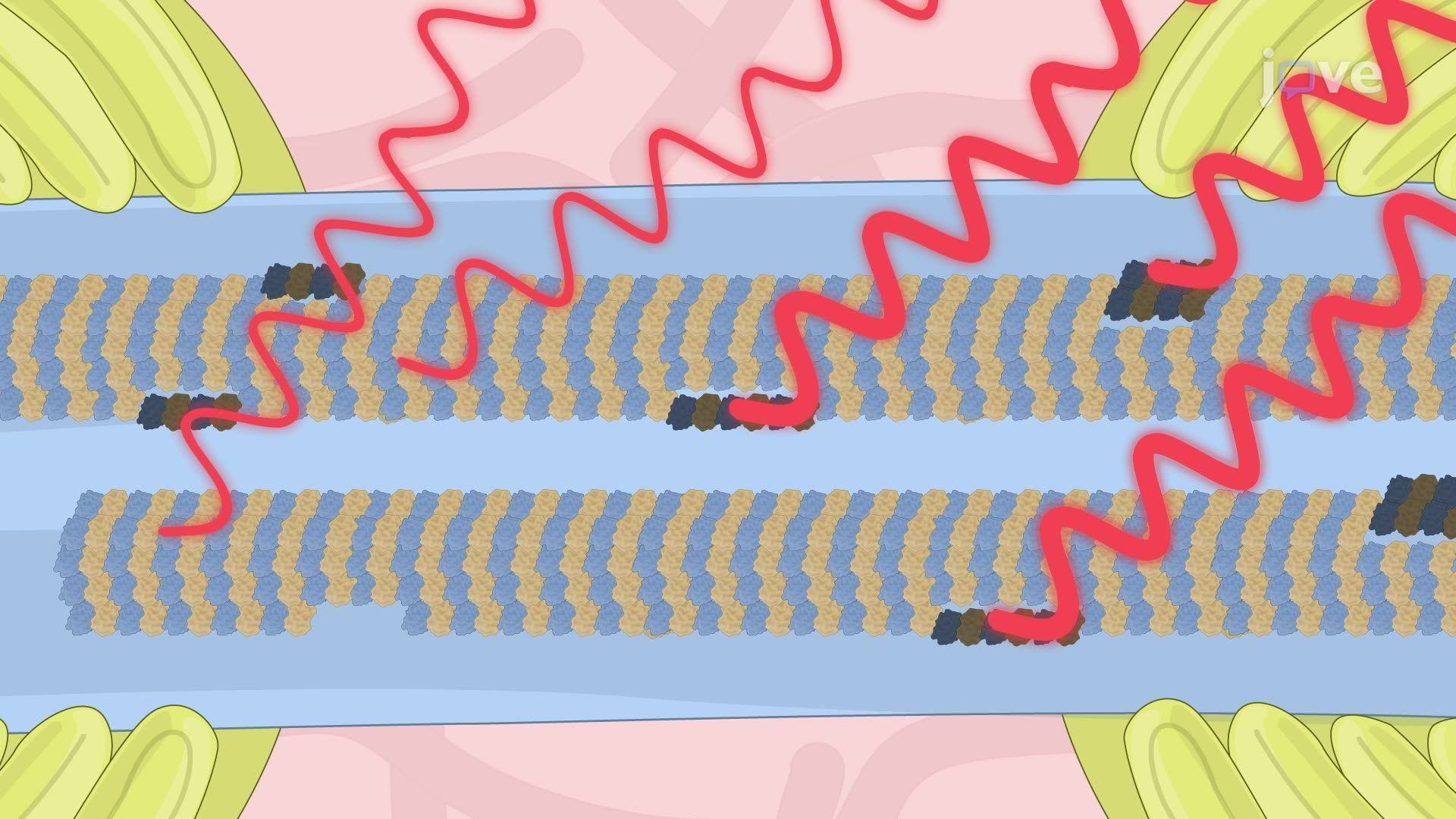 Second Harmonic Generation Imaging in a Rat Model to Study Tubulin Defects