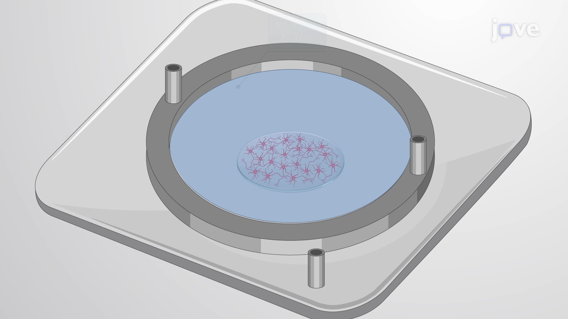 Imaging the Mitochondrial Redox State in Primary Neurons Using a Ratiometric Indicator