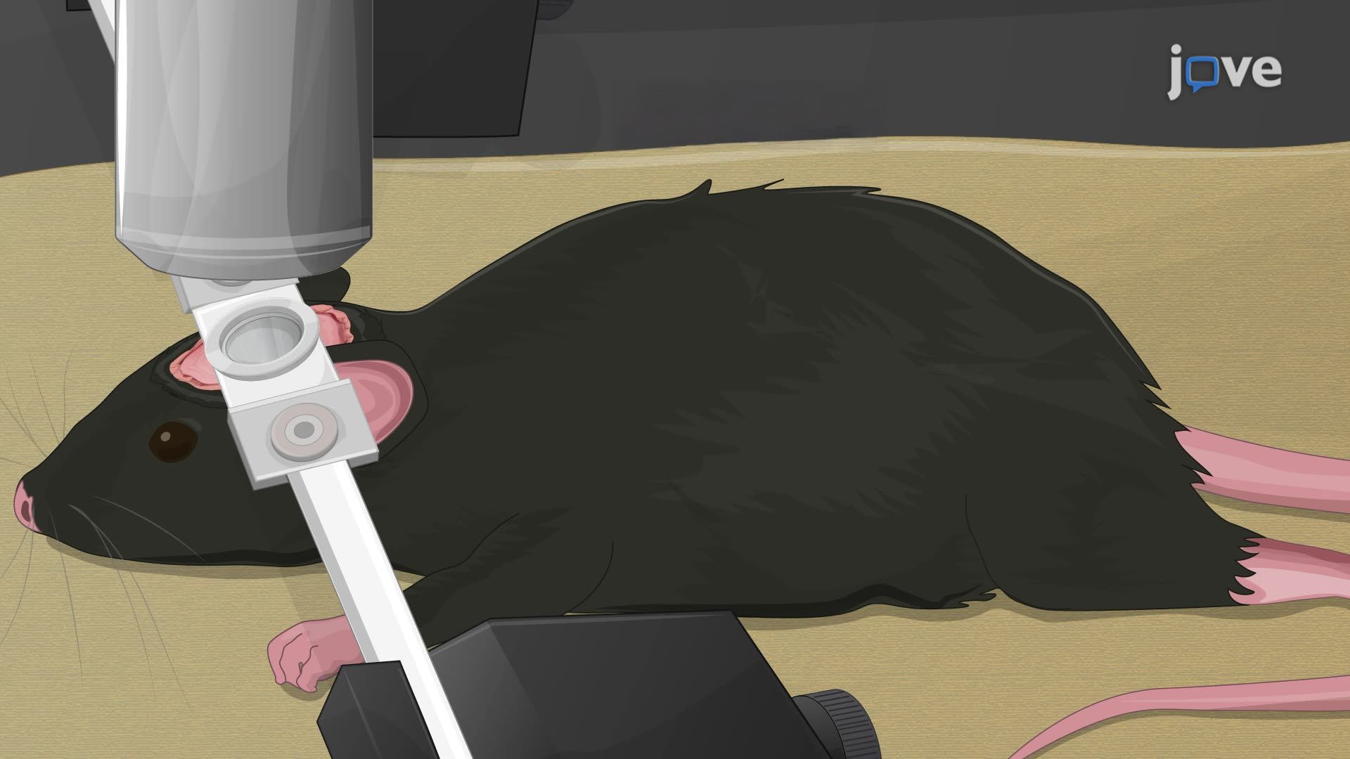 Imagem in vivo de dois fótons da dinâmica microglial no hipocampo de camundongos