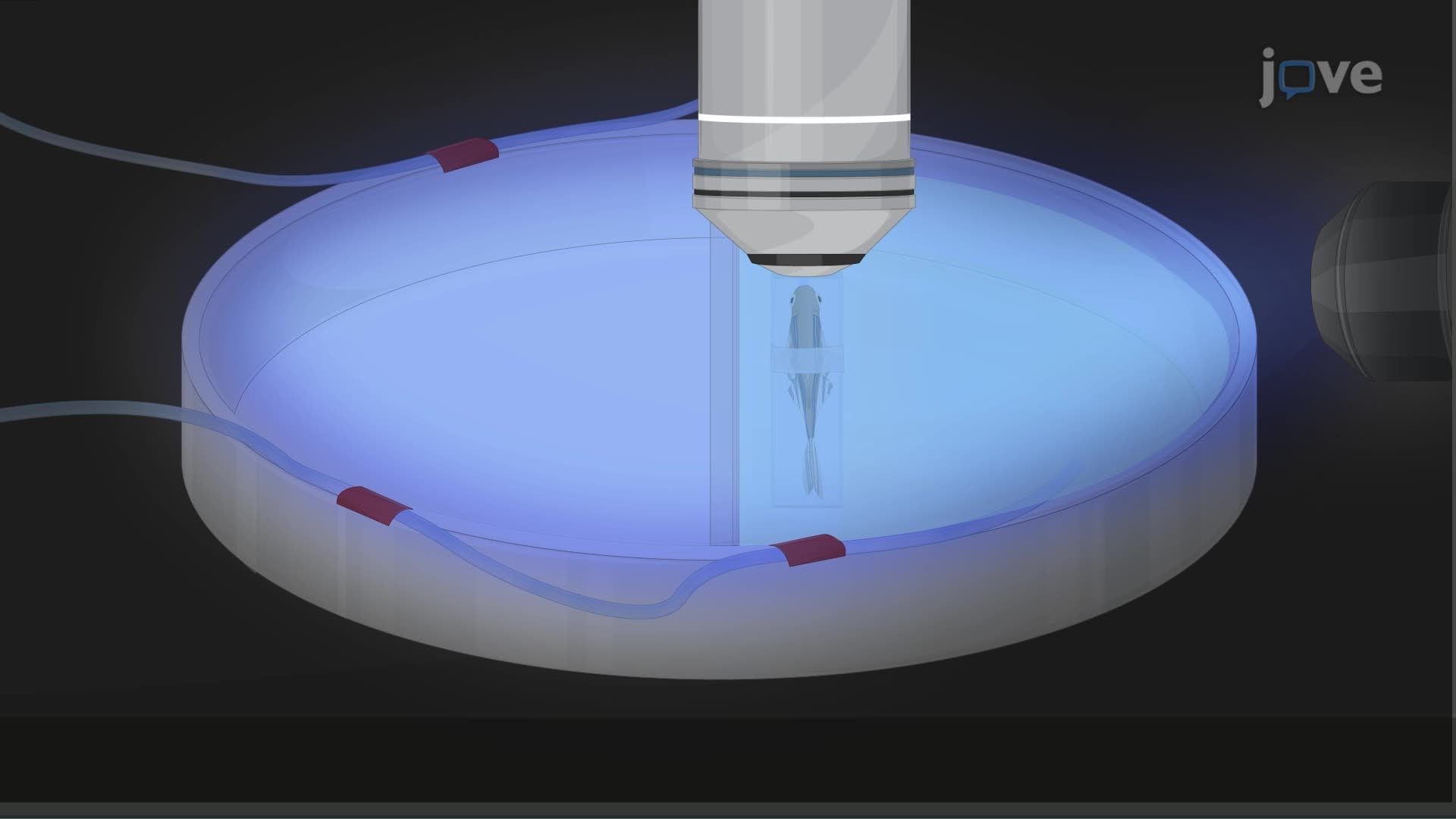 Deep-Tissue Imaging of a Zebrafish Brain Using a Three-Photon Fluorescence Microscope