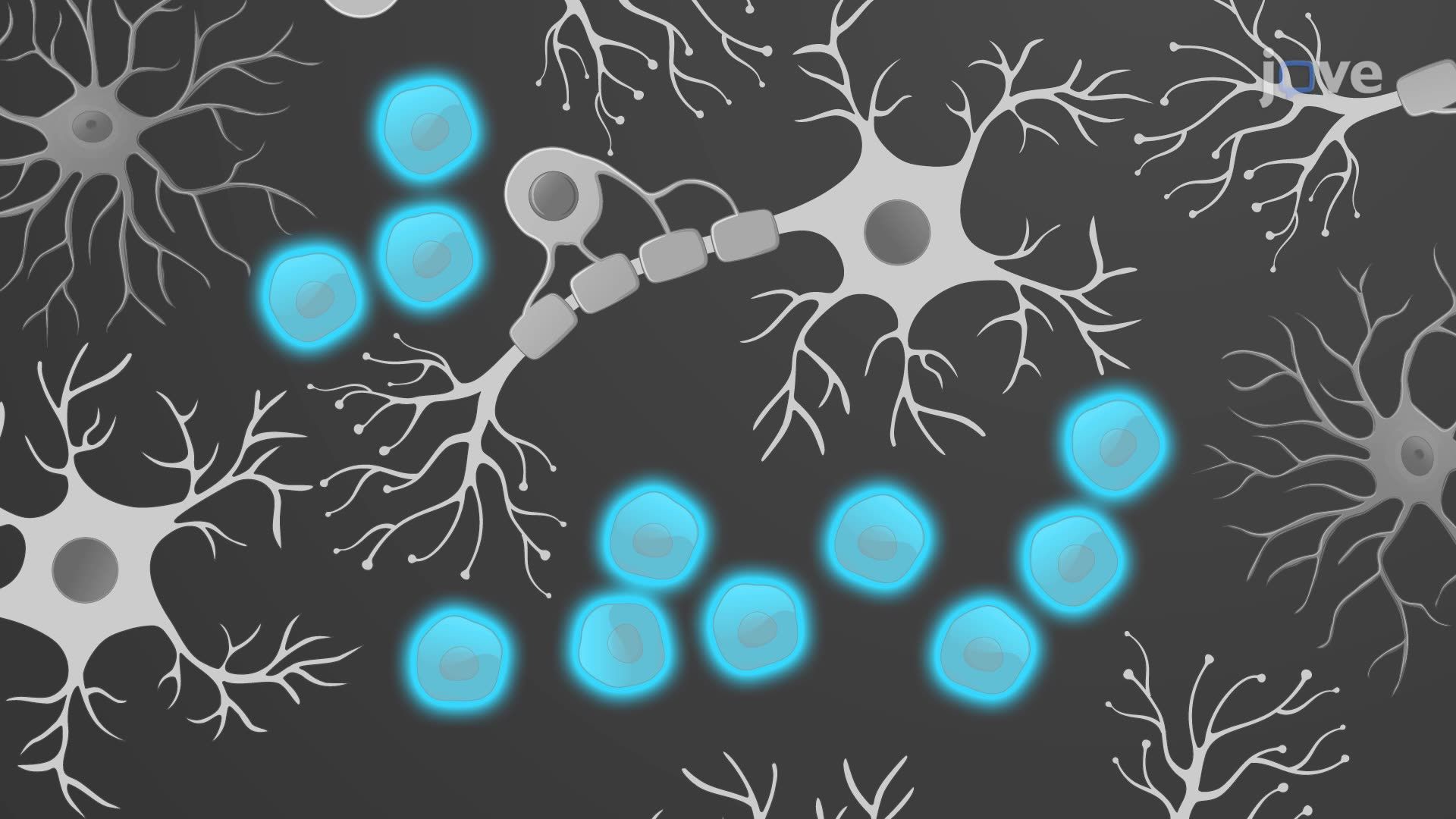 Imaging Neurotransmitter Release Using Cell-Based Neurotransmitter Fluorescent Engineered Reporters