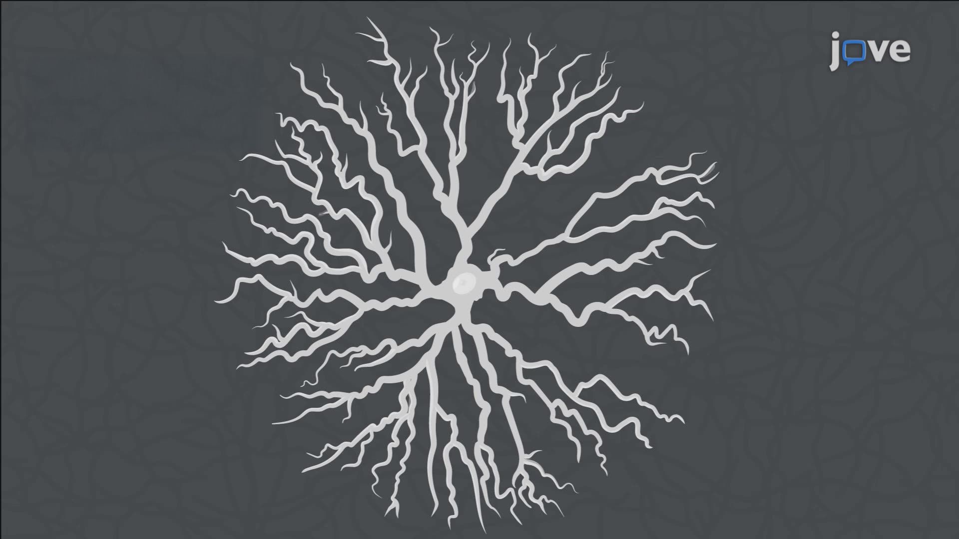 Time-Lapse Confocal Imaging of Neuronal Dendritic Dynamics in Mouse Retinal Explants