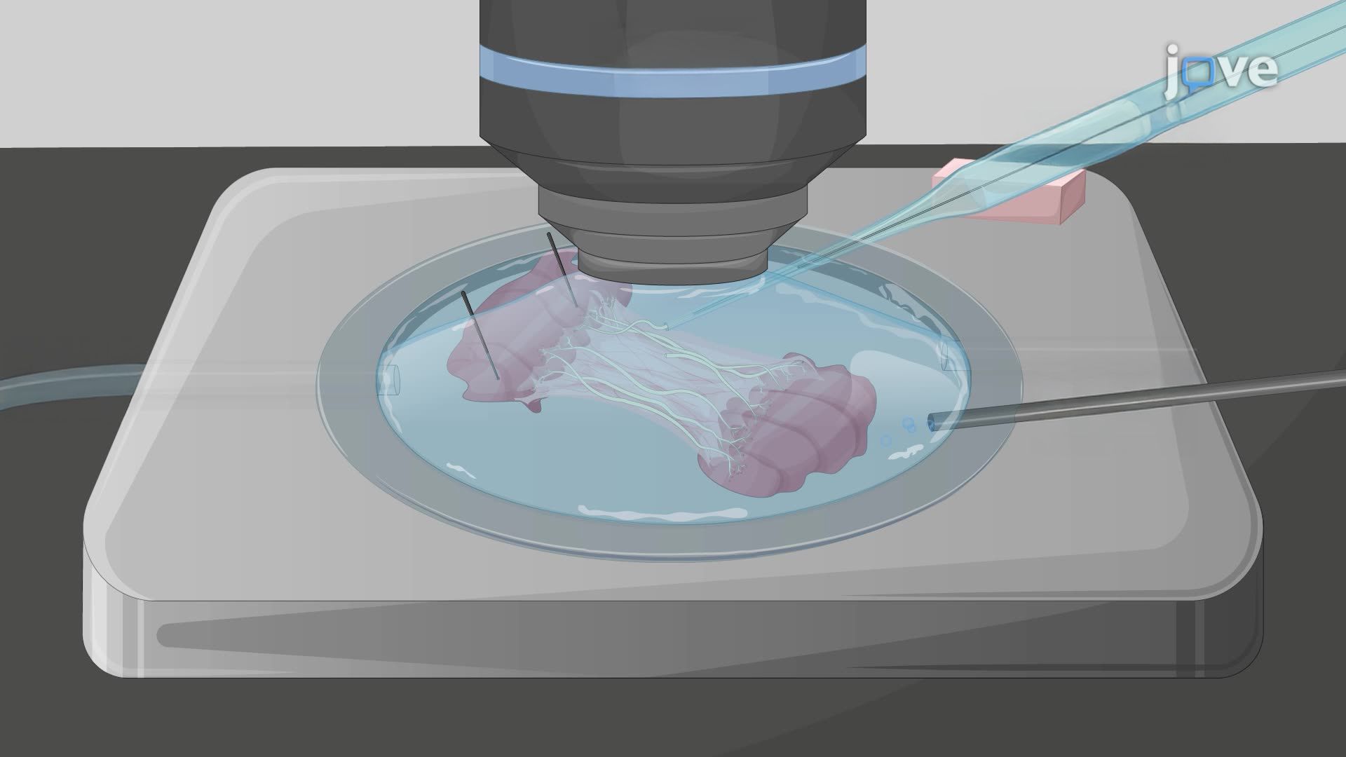 Imagem de transientes rápidos de cálcio em terminações nervosas de camundongos usando microscopia...