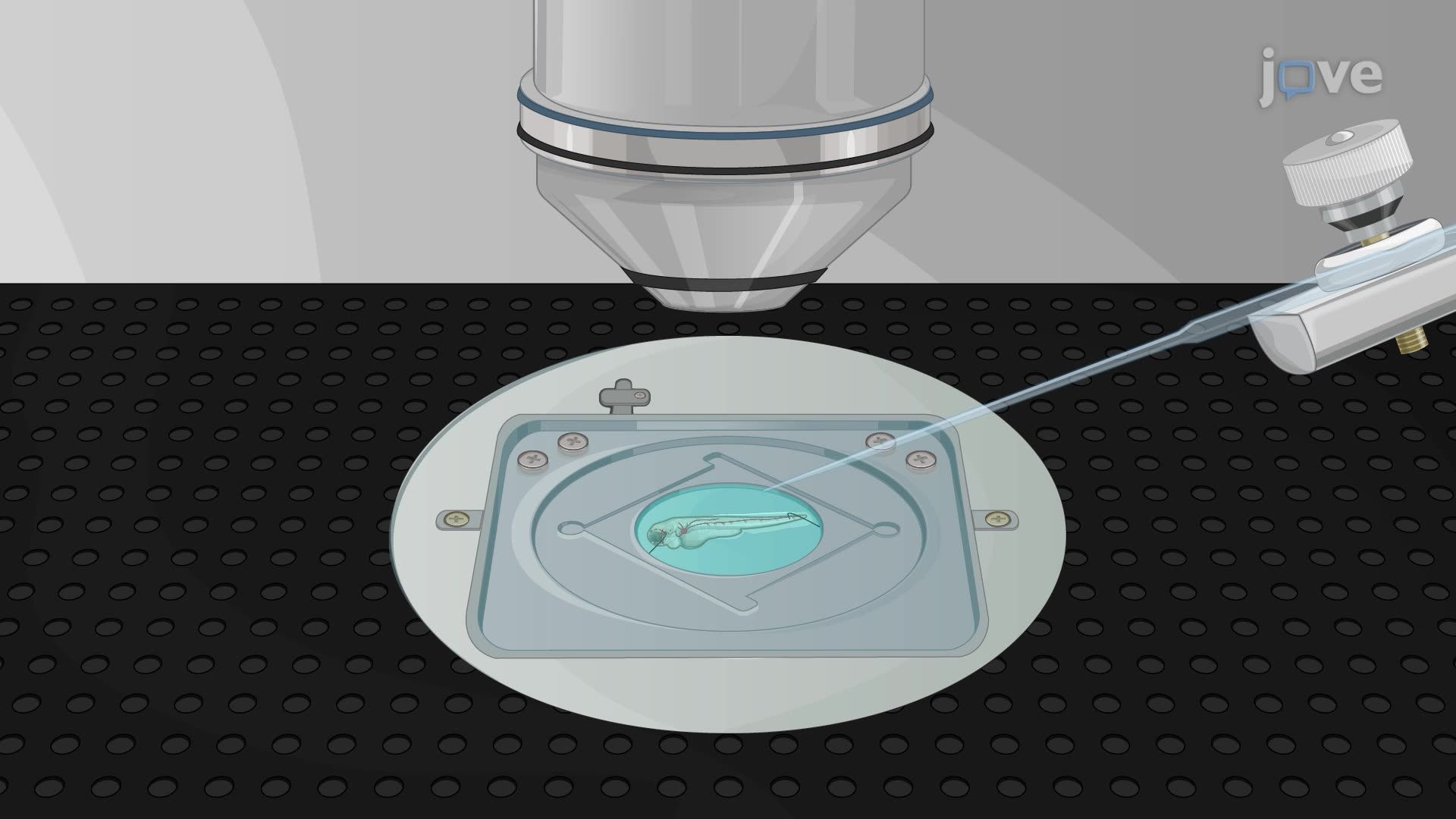 Imaging Calcium Dynamics in Lateral-Line Hair Cells of Larval Zebrafish