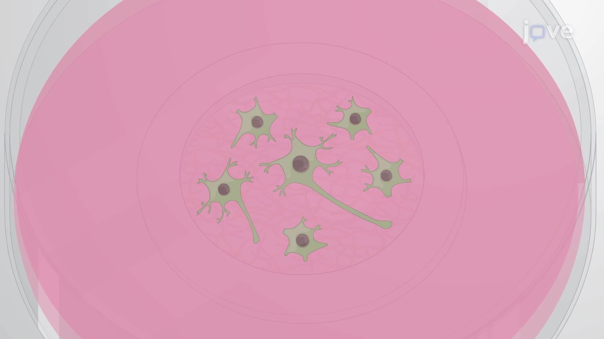 Real-Time In Vitro Imaging of Axonal Branching in Mouse Cortical Neurons