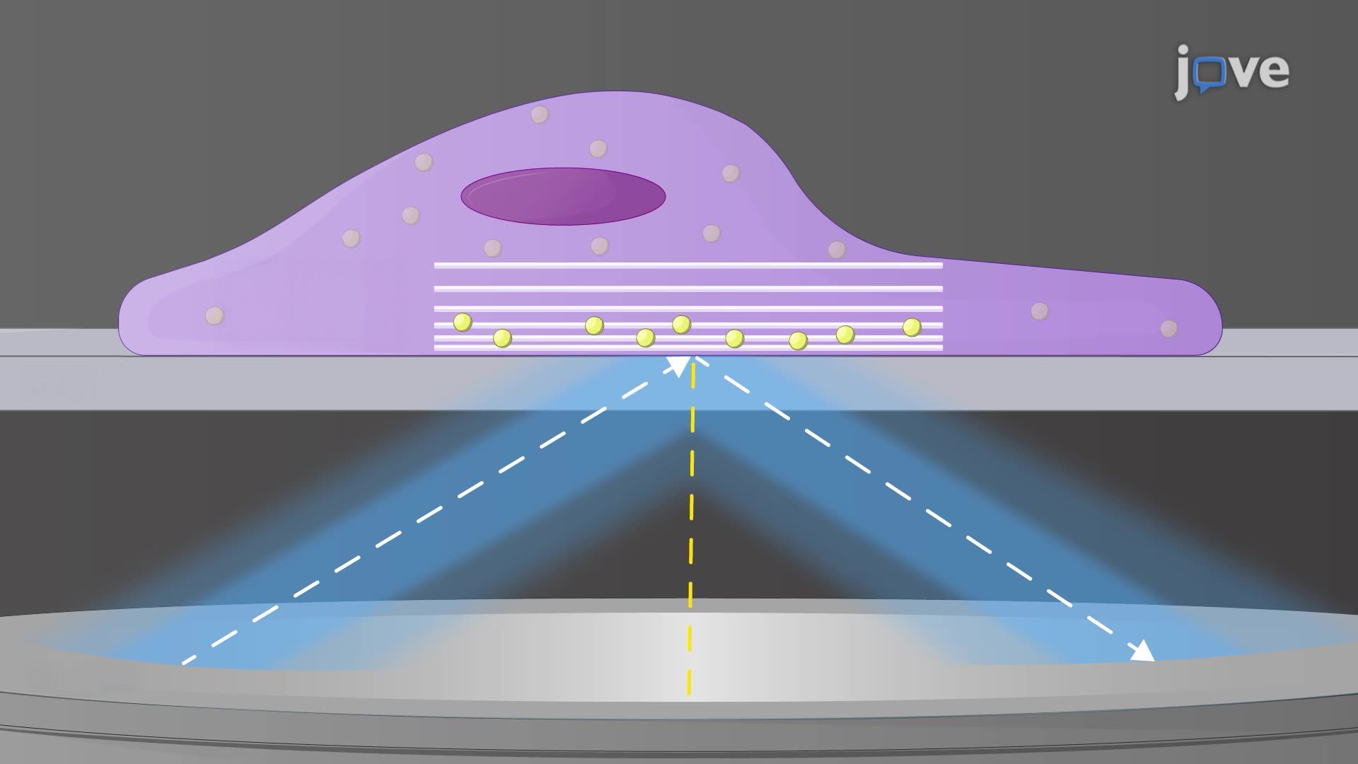 Total Internal Reflection Fluorescence Microscopy for Visualization of Exocytic Events